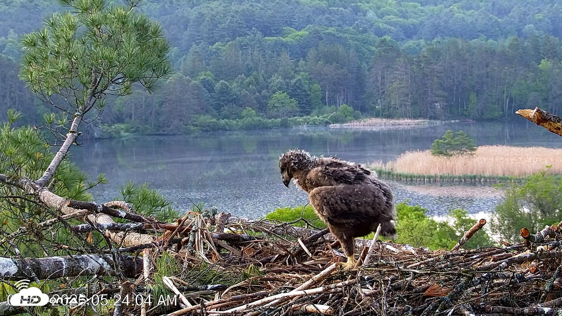 Snapshot of VINS Bald Eagles Nest Live Cams taken May 27, 2026, 5:24am EDT