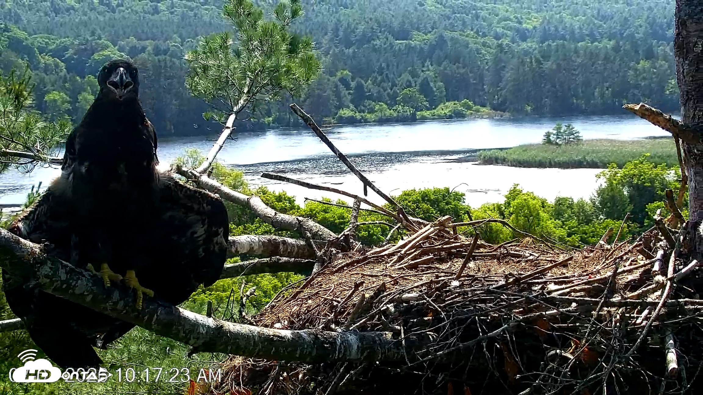 Snapshot of VINS Bald Eagles Nest Live Cams taken Jul 3, 2026, 10:18am EDT
