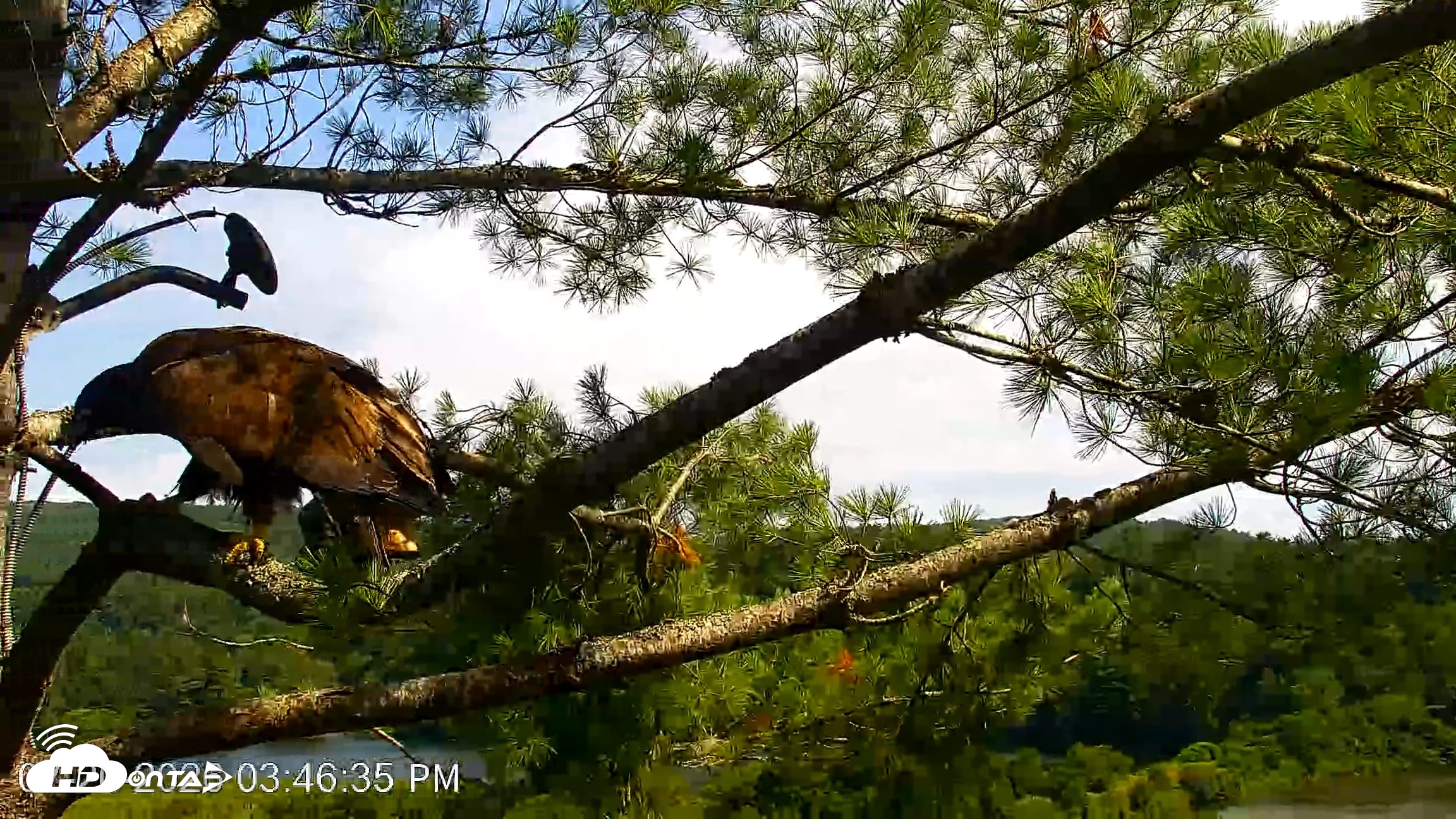 Snapshot of VINS Bald Eagles Nest Live Cams taken Jul 20, 2026, 3:47pm EDT