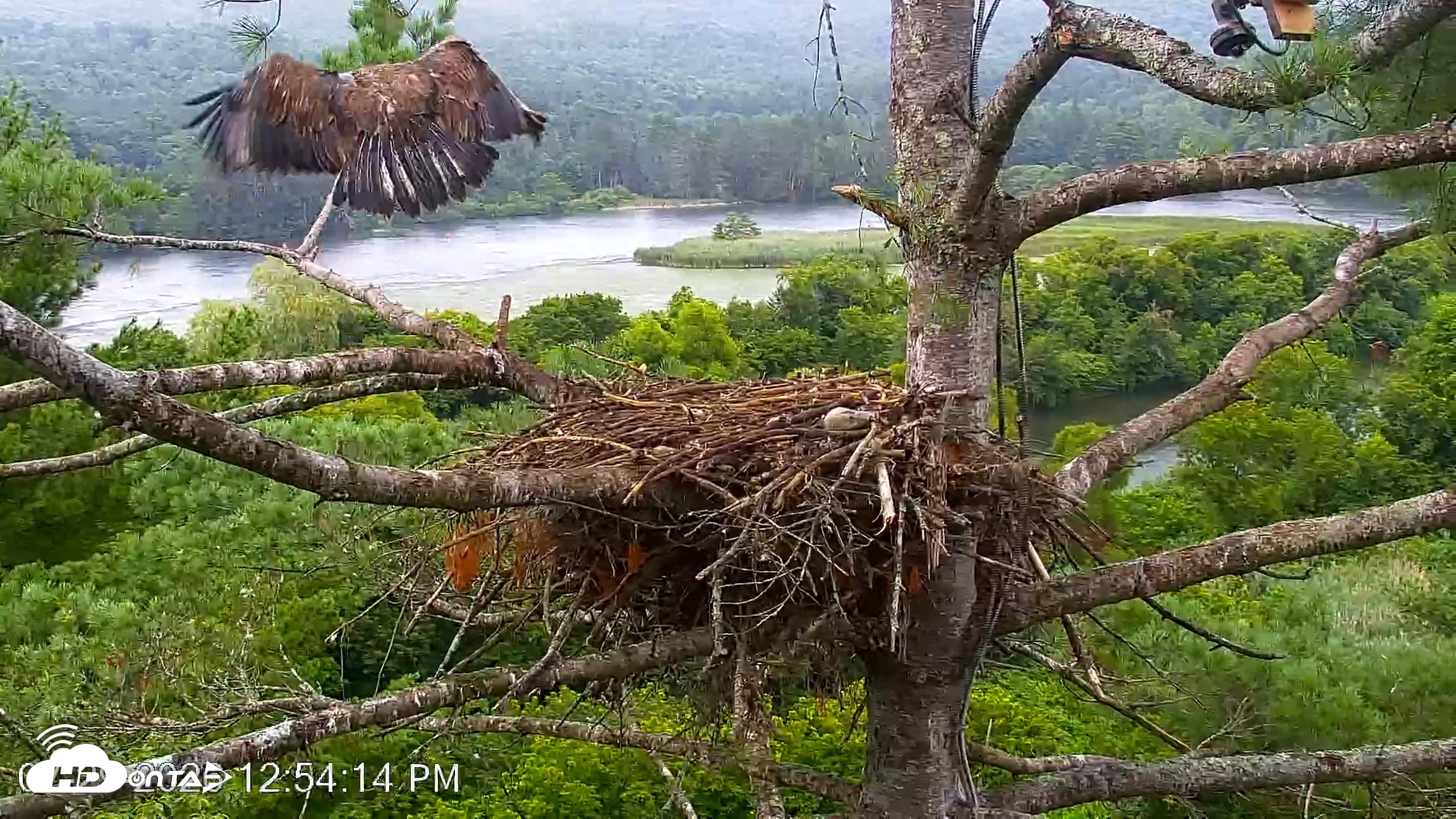 Snapshot of VINS Bald Eagles Nest Live Cams taken Jul 29, 2026, 12:55pm EDT