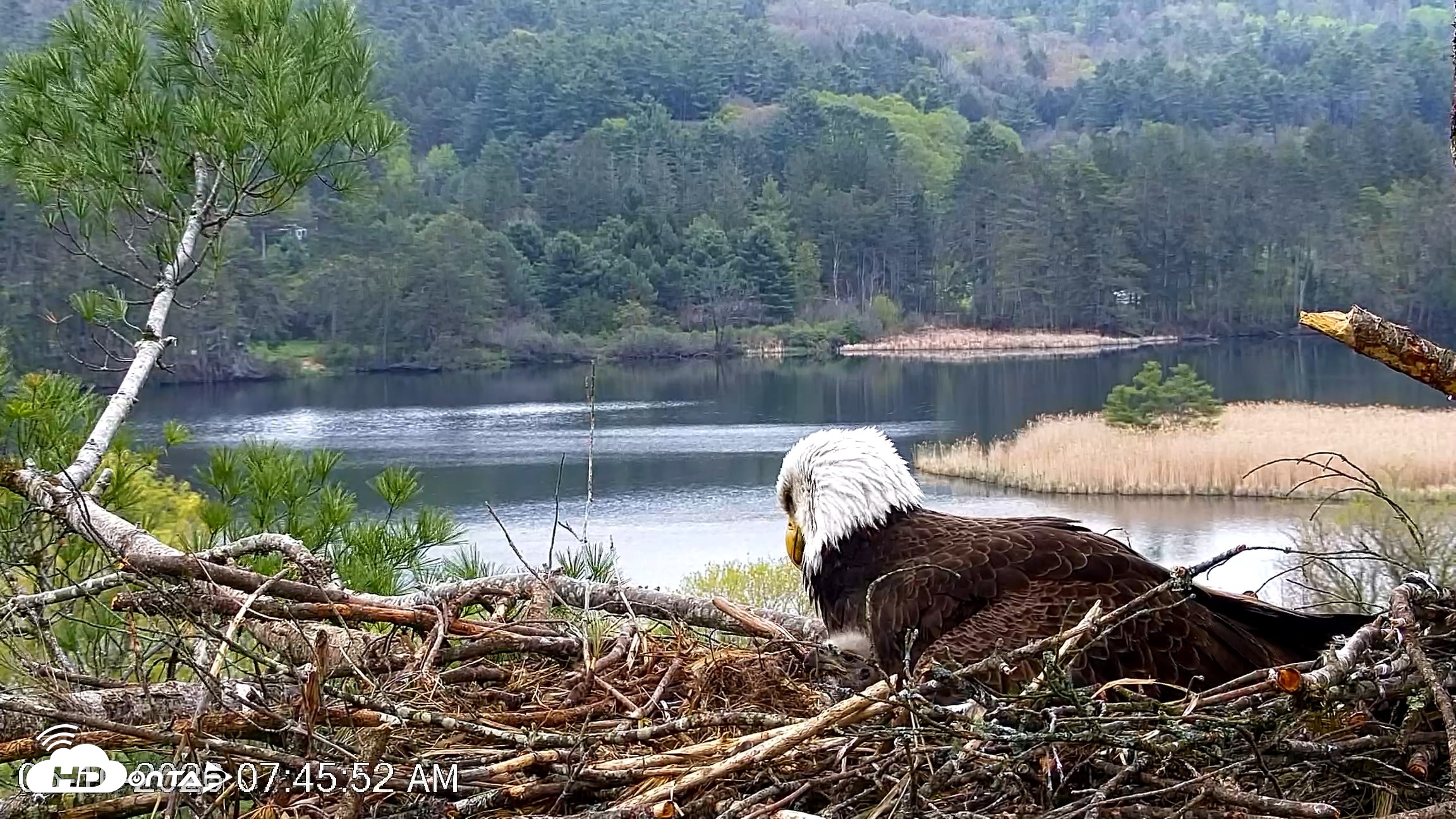 Snapshot of VINS Bald Eagles Nest Live Cams taken May 10, 2026, 7:46am EDT