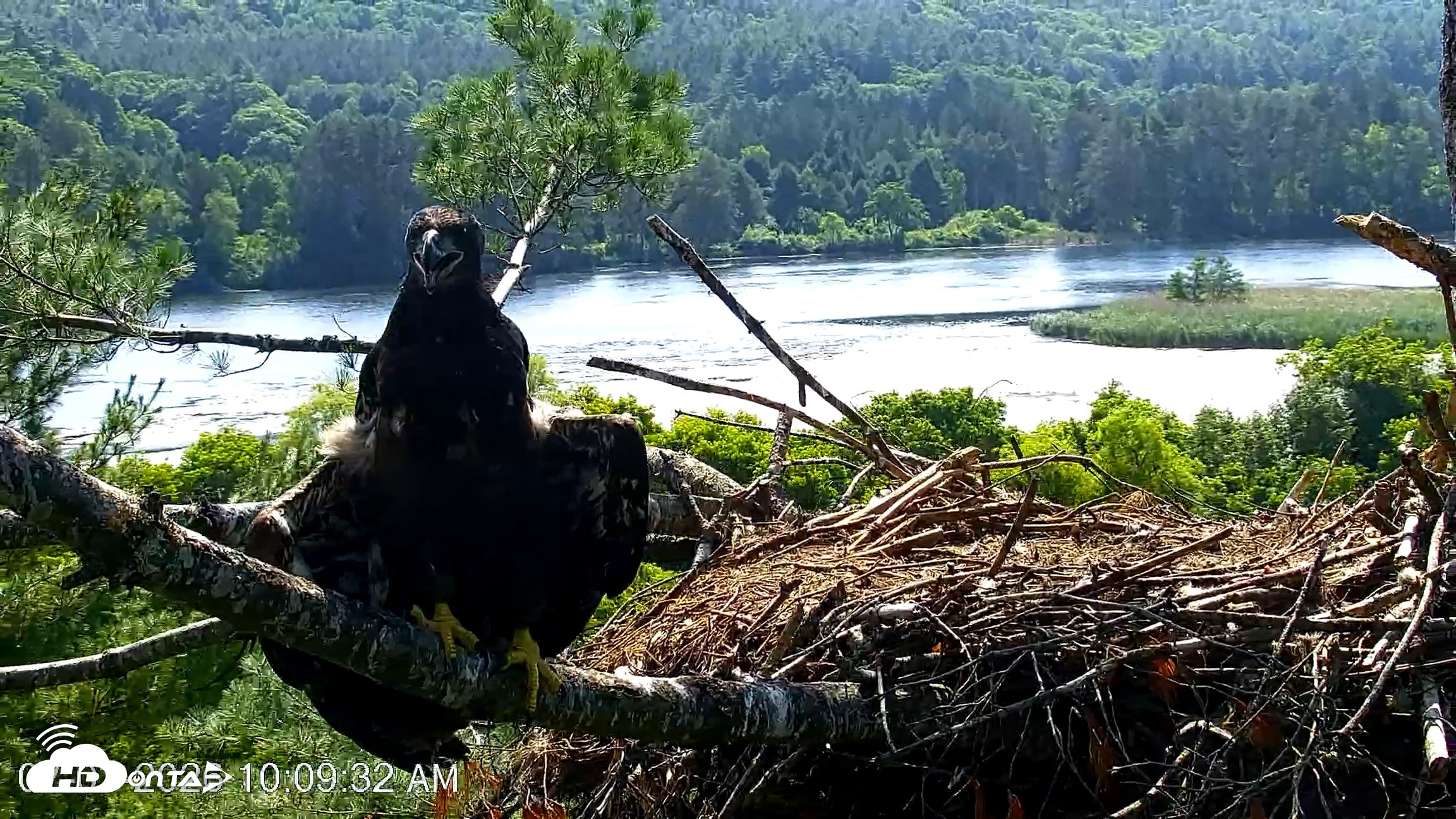 Snapshot of VINS Bald Eagles Nest Live Cams taken Jul 3, 2026, 10:10am EDT