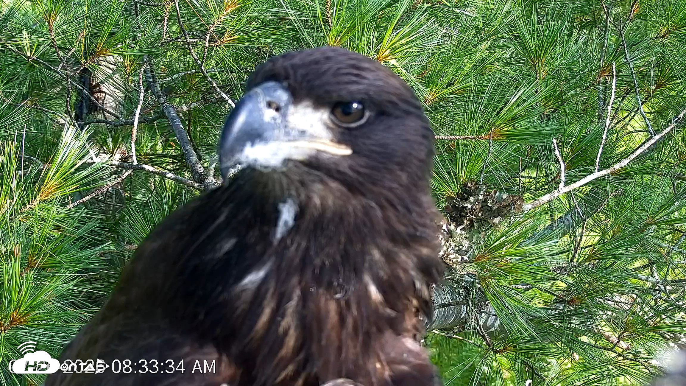 Snapshot of VINS Bald Eagles Nest Live Cams taken Jul 26, 2026, 8:34am EDT