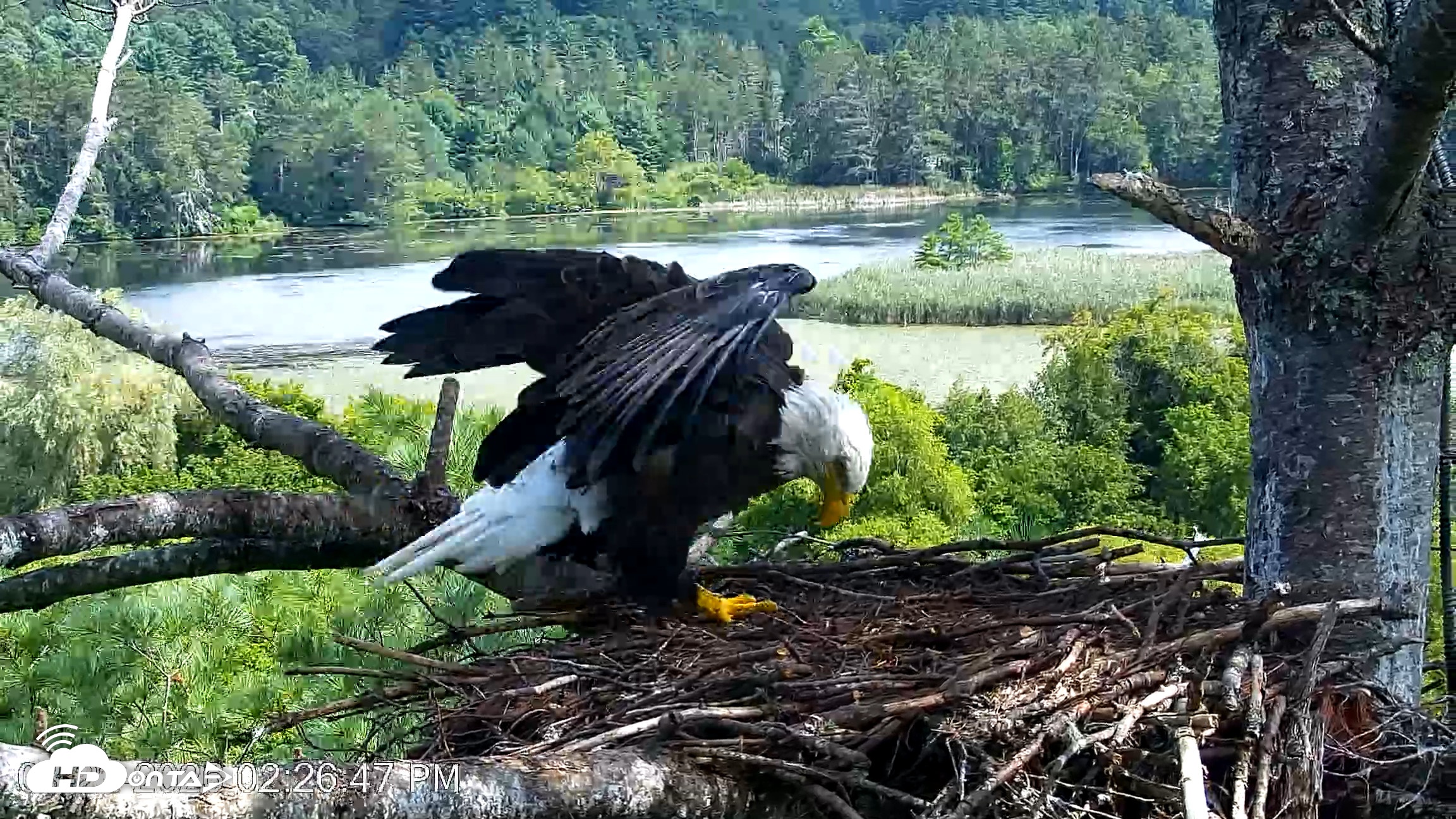 Snapshot of VINS Bald Eagles Nest Live Cams taken Aug 22, 2026, 2:27pm EDT