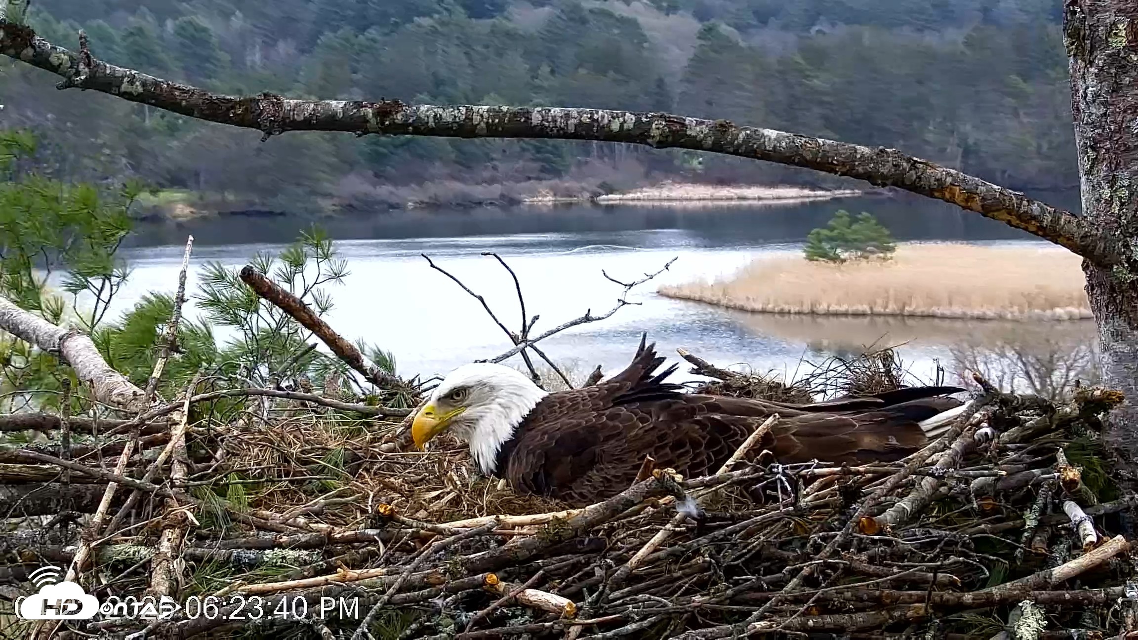 Snapshot of VINS Bald Eagles Nest Live Cams taken Apr 22, 2026, 6:24pm EDT