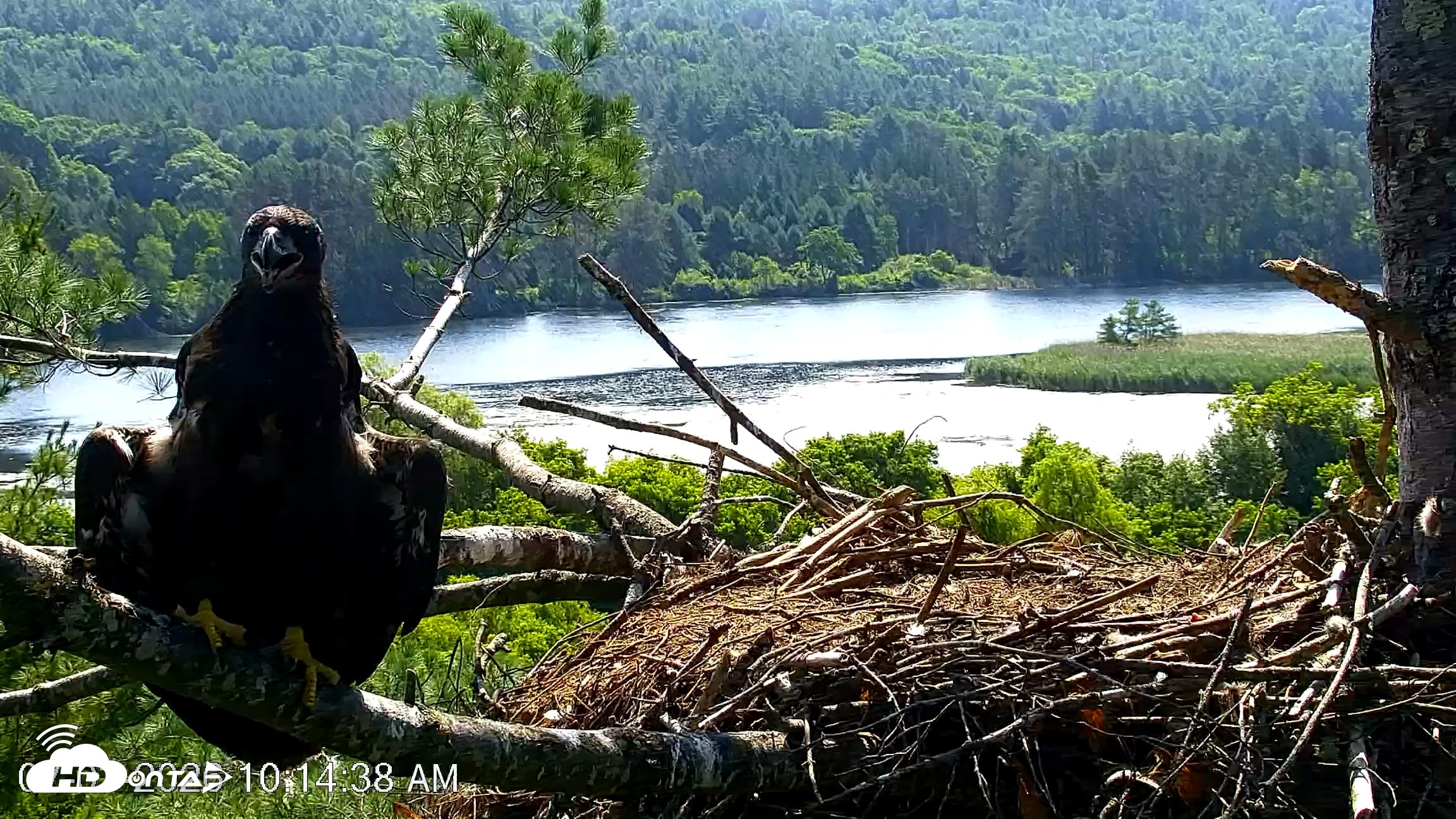 Snapshot of VINS Bald Eagles Nest Live Cams taken Jul 3, 2026, 10:15am EDT