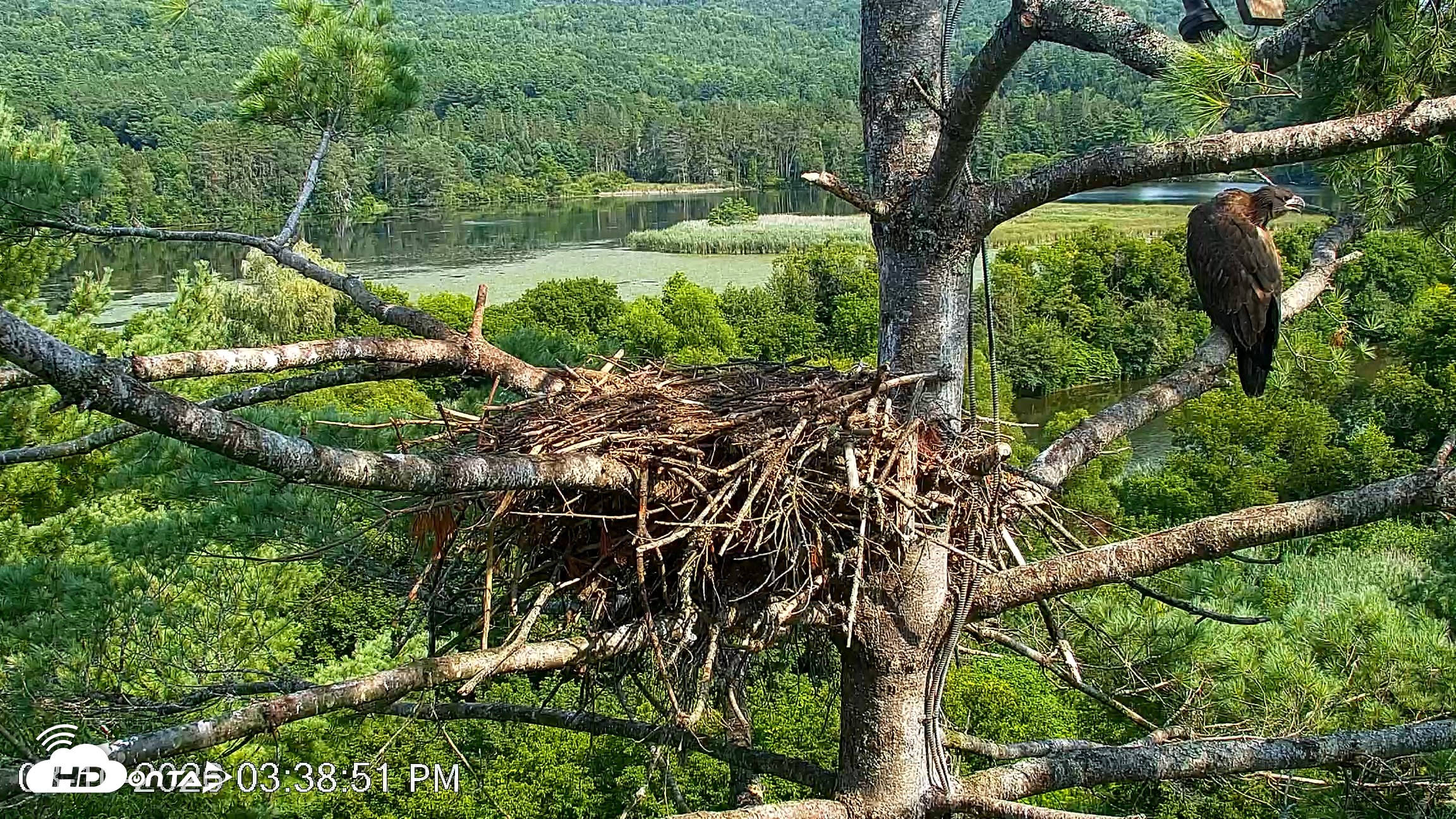 Snapshot of VINS Bald Eagles Nest Live Cams taken Aug 10, 2026, 3:39pm EDT