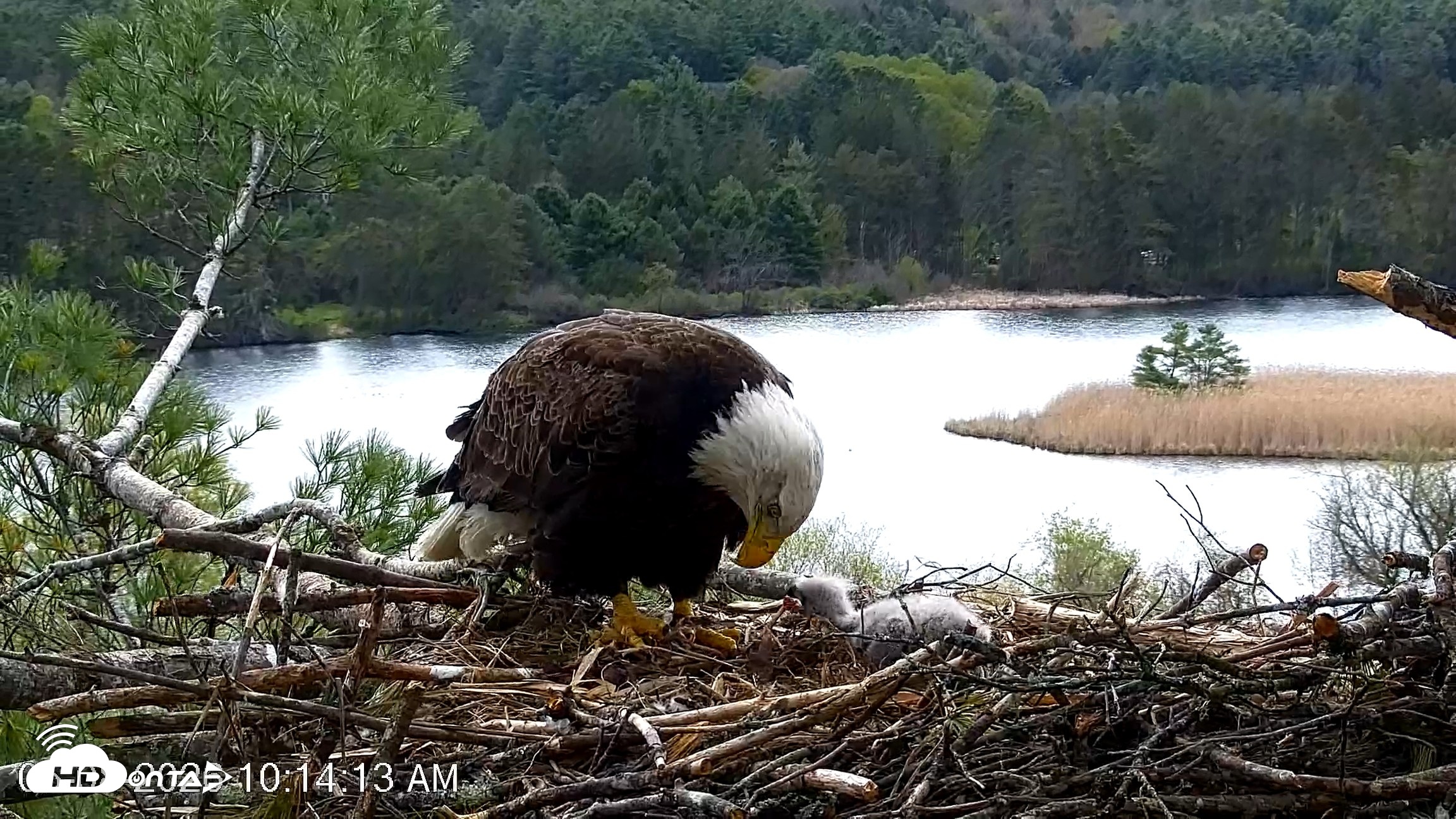 Snapshot of VINS Bald Eagles Nest Live Cams taken May 8, 2026, 10:15am EDT