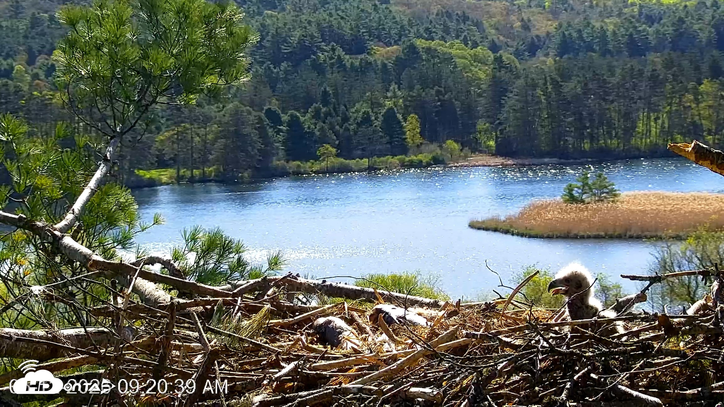 Snapshot of VINS Bald Eagles Nest Live Cams taken May 12, 2026, 9:21am EDT