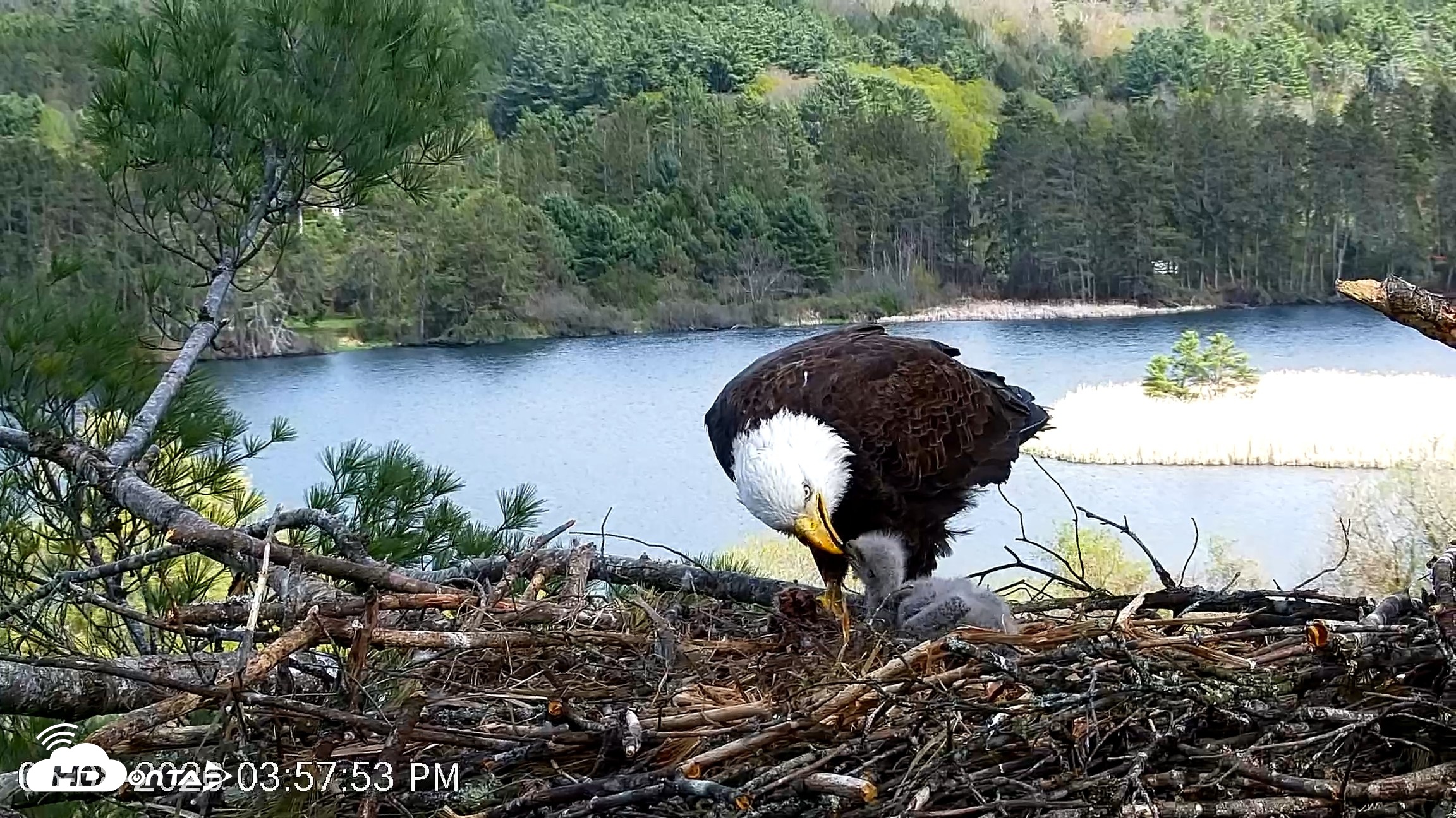 Snapshot of VINS Bald Eagles Nest Live Cams taken May 8, 2026, 3:58pm EDT