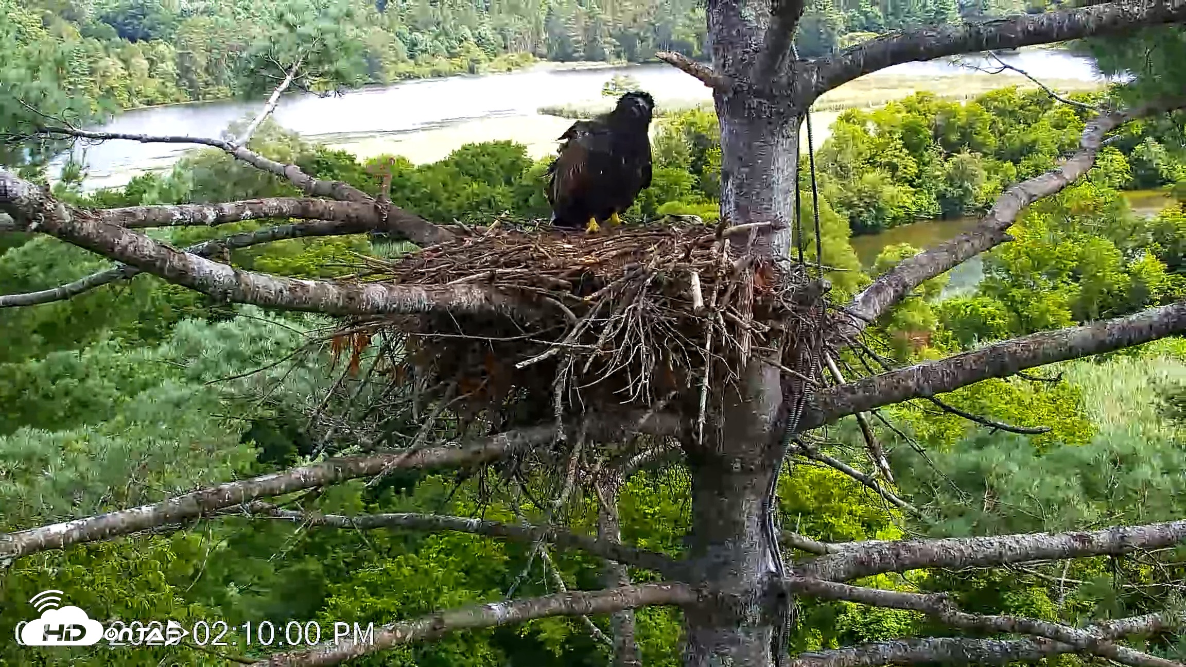 Snapshot of VINS Bald Eagles Nest Live Cams taken Aug 11, 2026, 2:10pm EDT