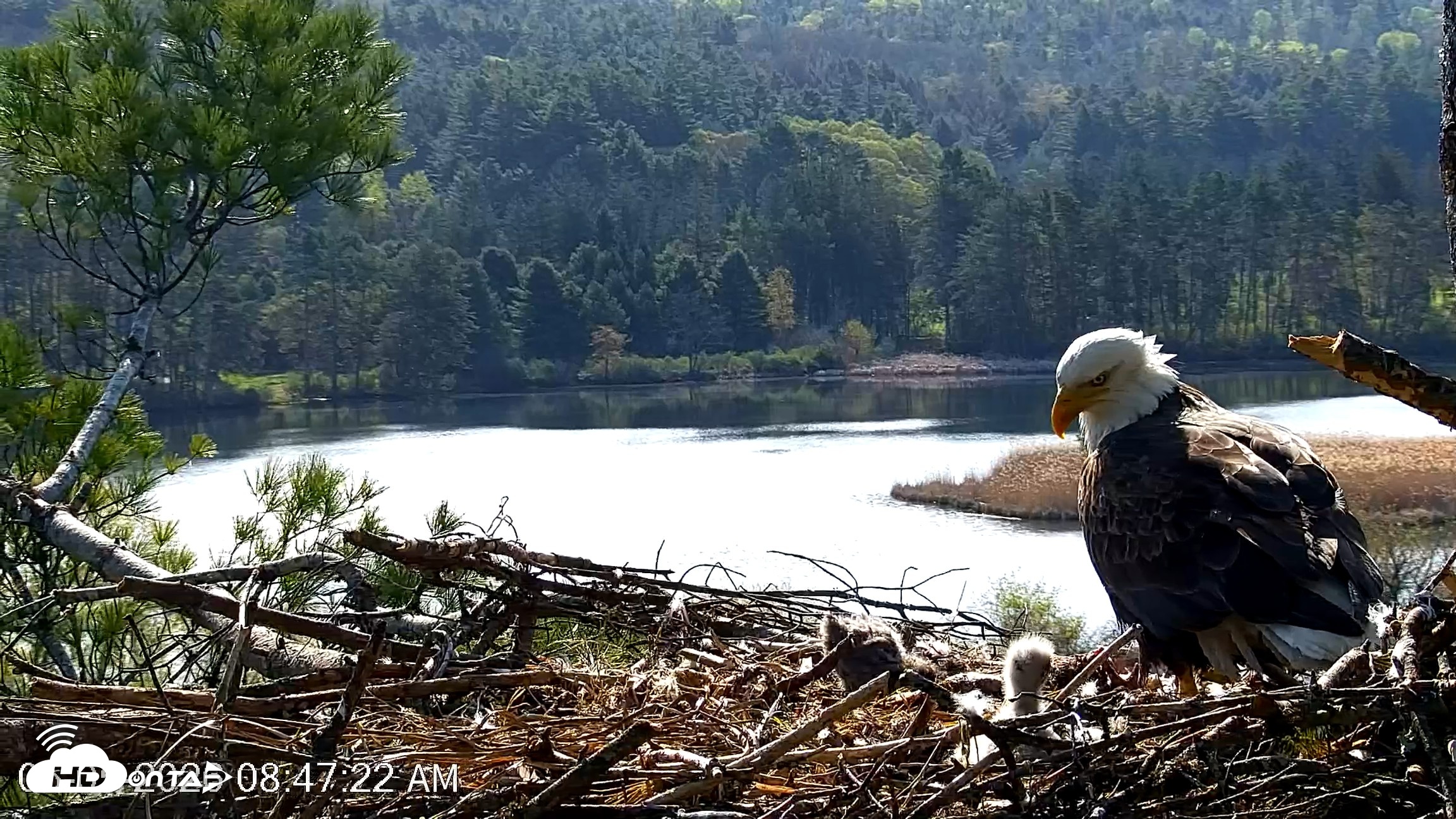 Snapshot of VINS Bald Eagles Nest Live Cams taken May 5, 2026, 8:48am EDT