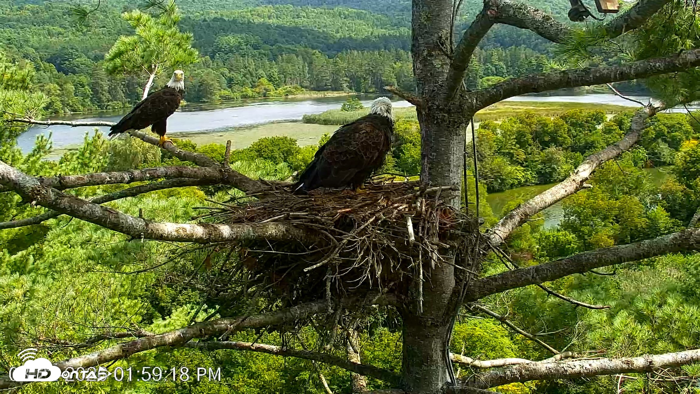 Snapshot of VINS Bald Eagles Nest Live Cams taken Aug 22, 2026, 2:00pm EDT