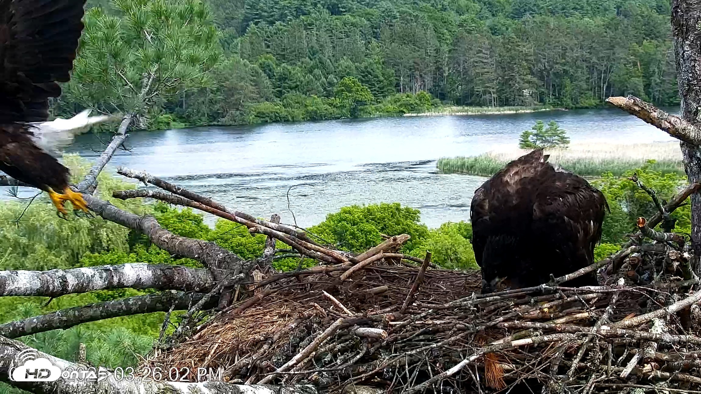 Snapshot of VINS Bald Eagles Nest Live Cams taken Jun 23, 2026, 3:27pm EDT