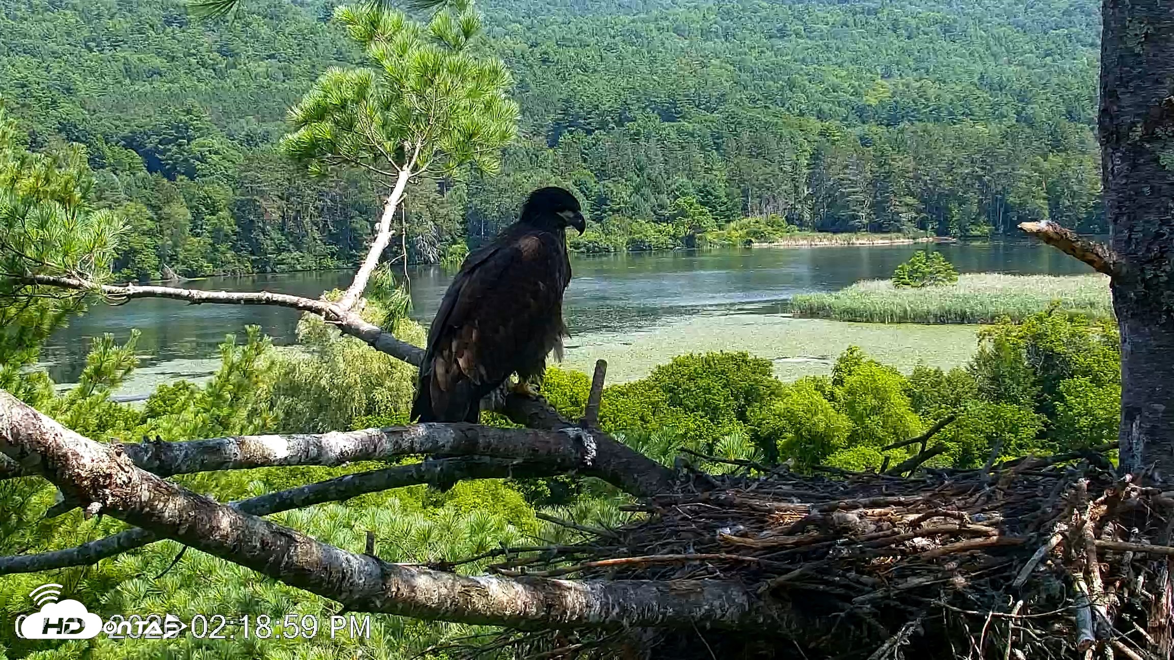 Snapshot of VINS Bald Eagles Nest Live Cams taken Jul 25, 2026, 2:19pm EDT
