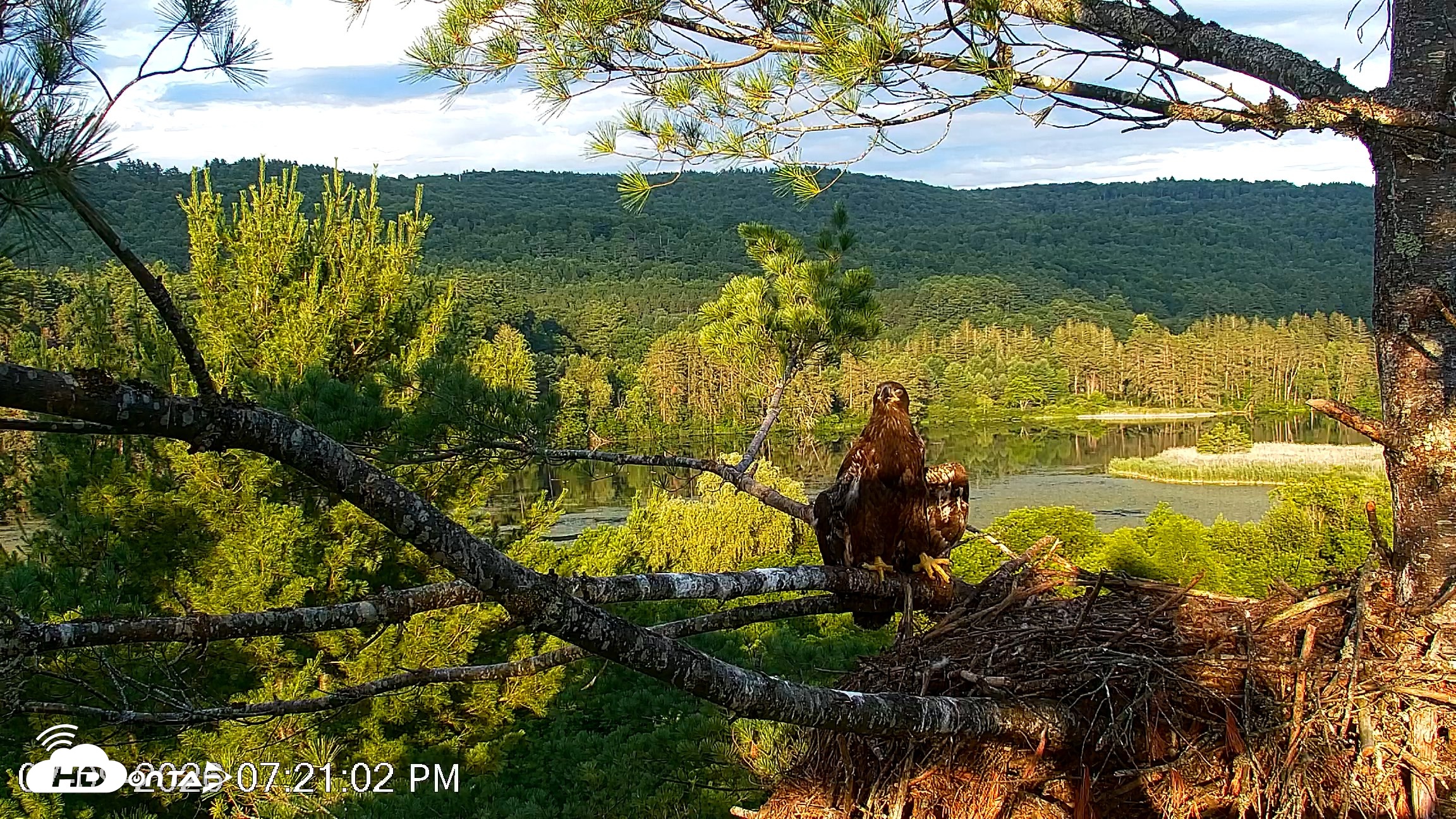Snapshot of VINS Bald Eagles Nest Live Cams taken Jul 9, 2026, 7:21pm EDT