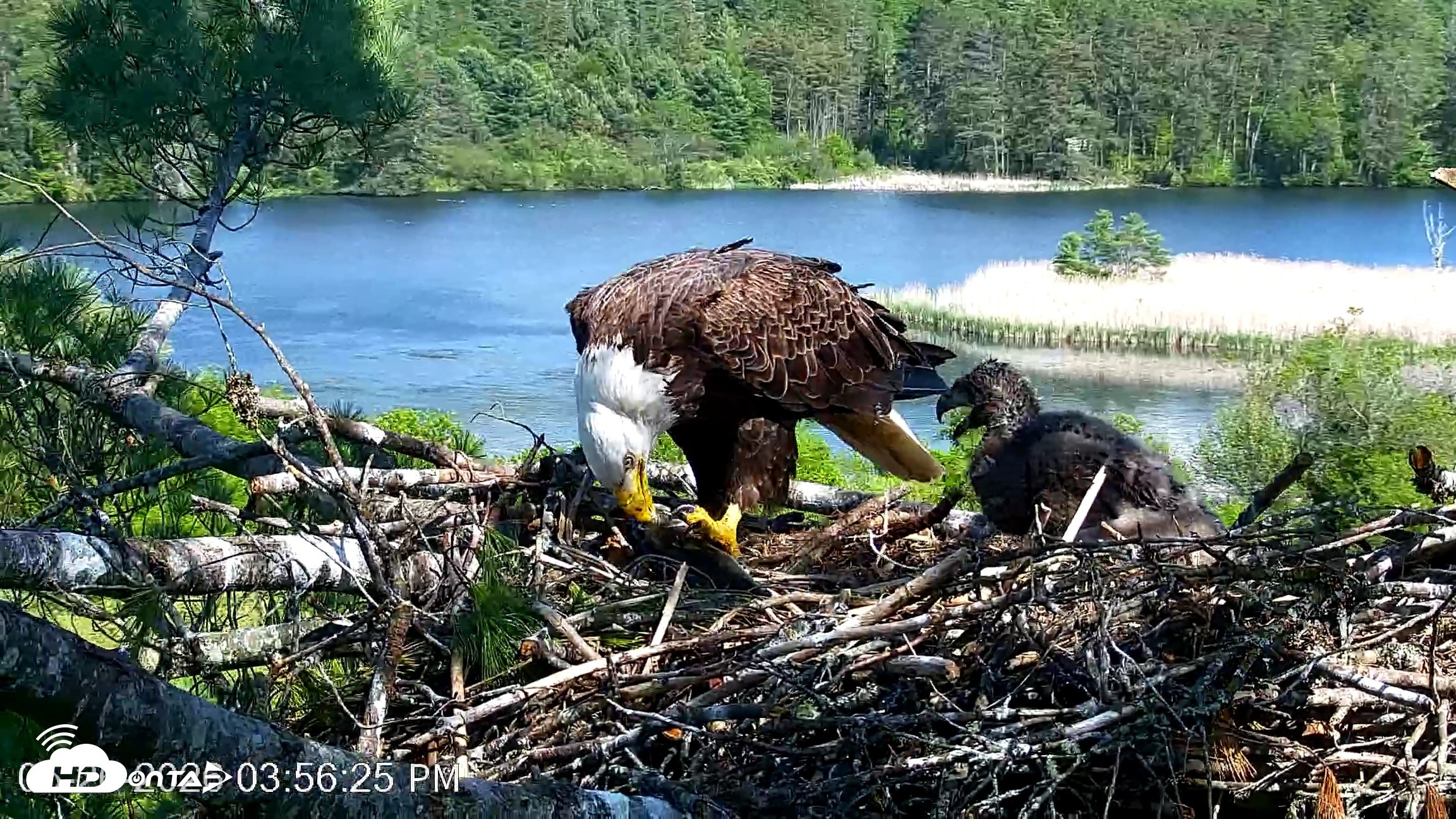 Snapshot of VINS Bald Eagles Nest Live Cams taken May 26, 2026, 3:57pm EDT