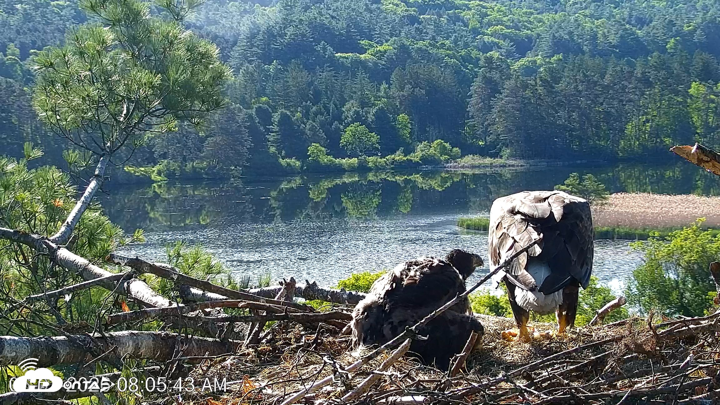 Snapshot of VINS Bald Eagles Nest Live Cams taken Jun 3, 2026, 8:10am EDT