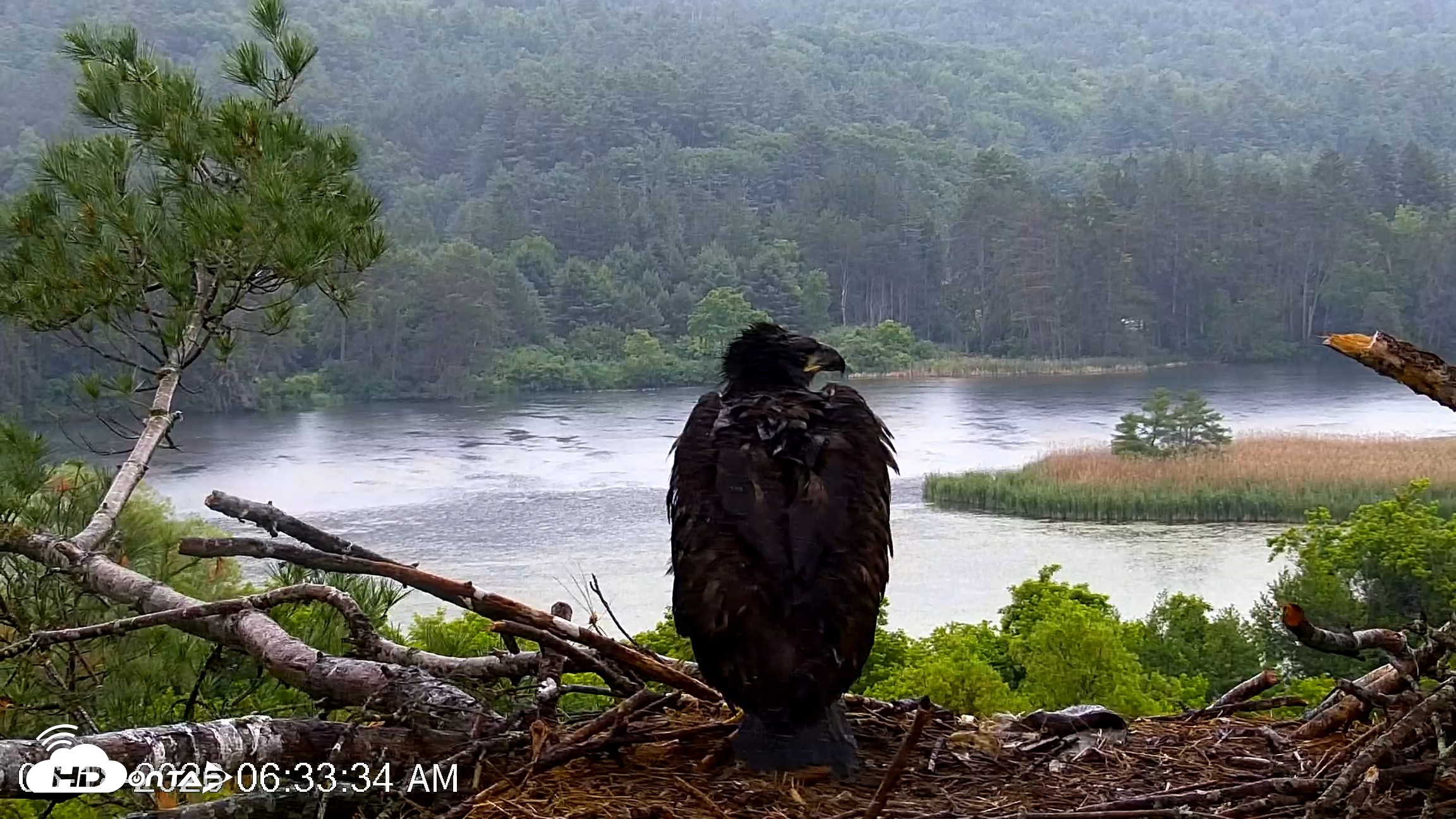 Snapshot of VINS Bald Eagles Nest Live Cams taken Jun 18, 2026, 6:34am EDT