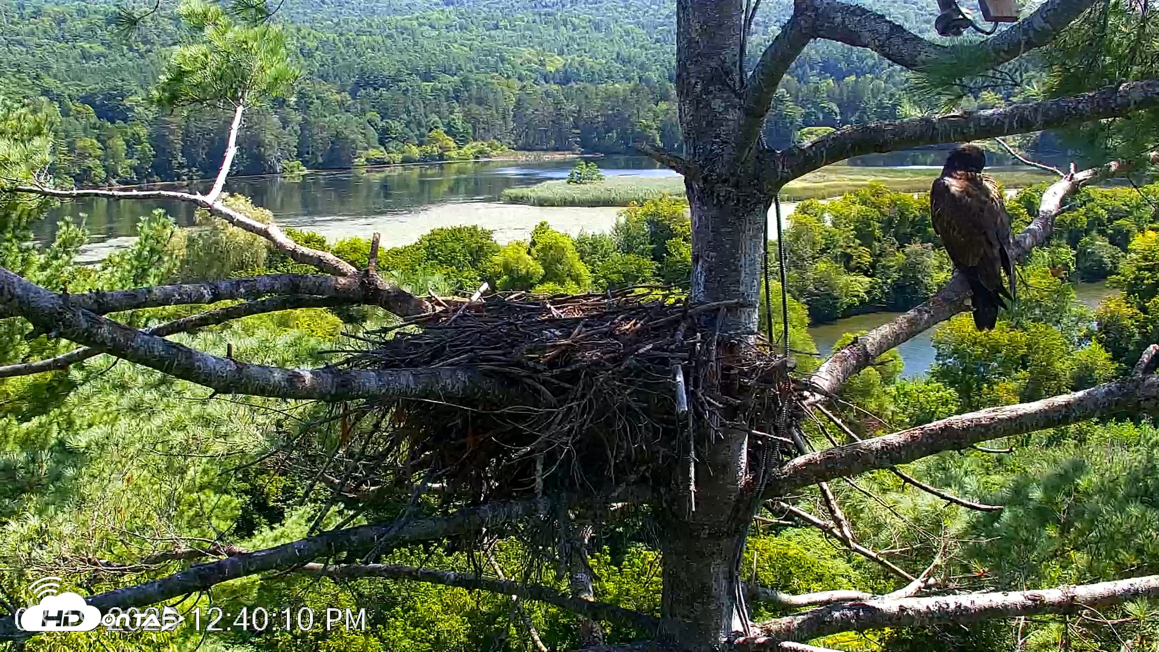 Snapshot of VINS Bald Eagles Nest Live Cams taken Aug 19, 2026, 12:40pm EDT