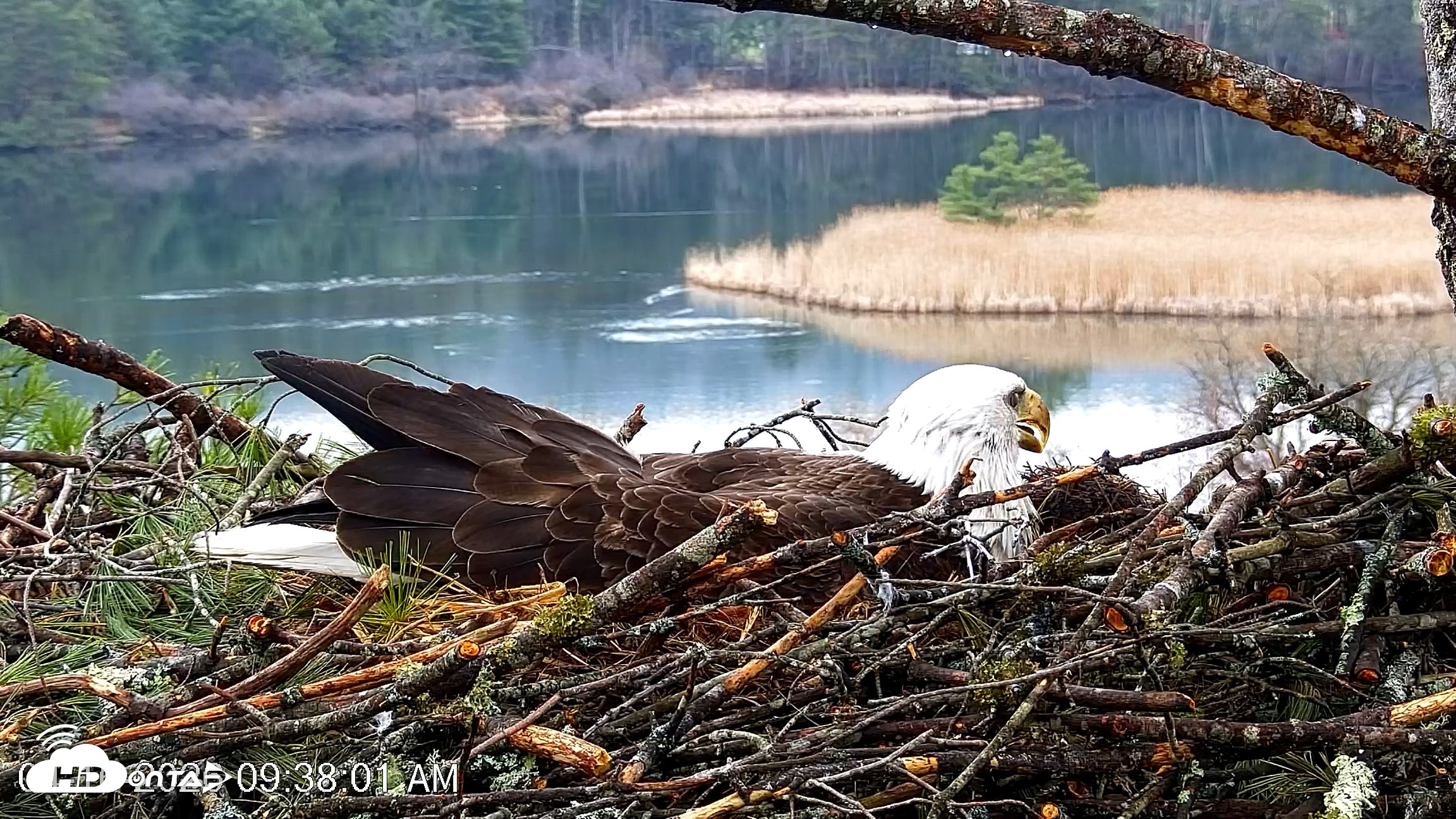 Snapshot of VINS Bald Eagles Nest Live Cams taken Apr 16, 2026, 9:39am EDT
