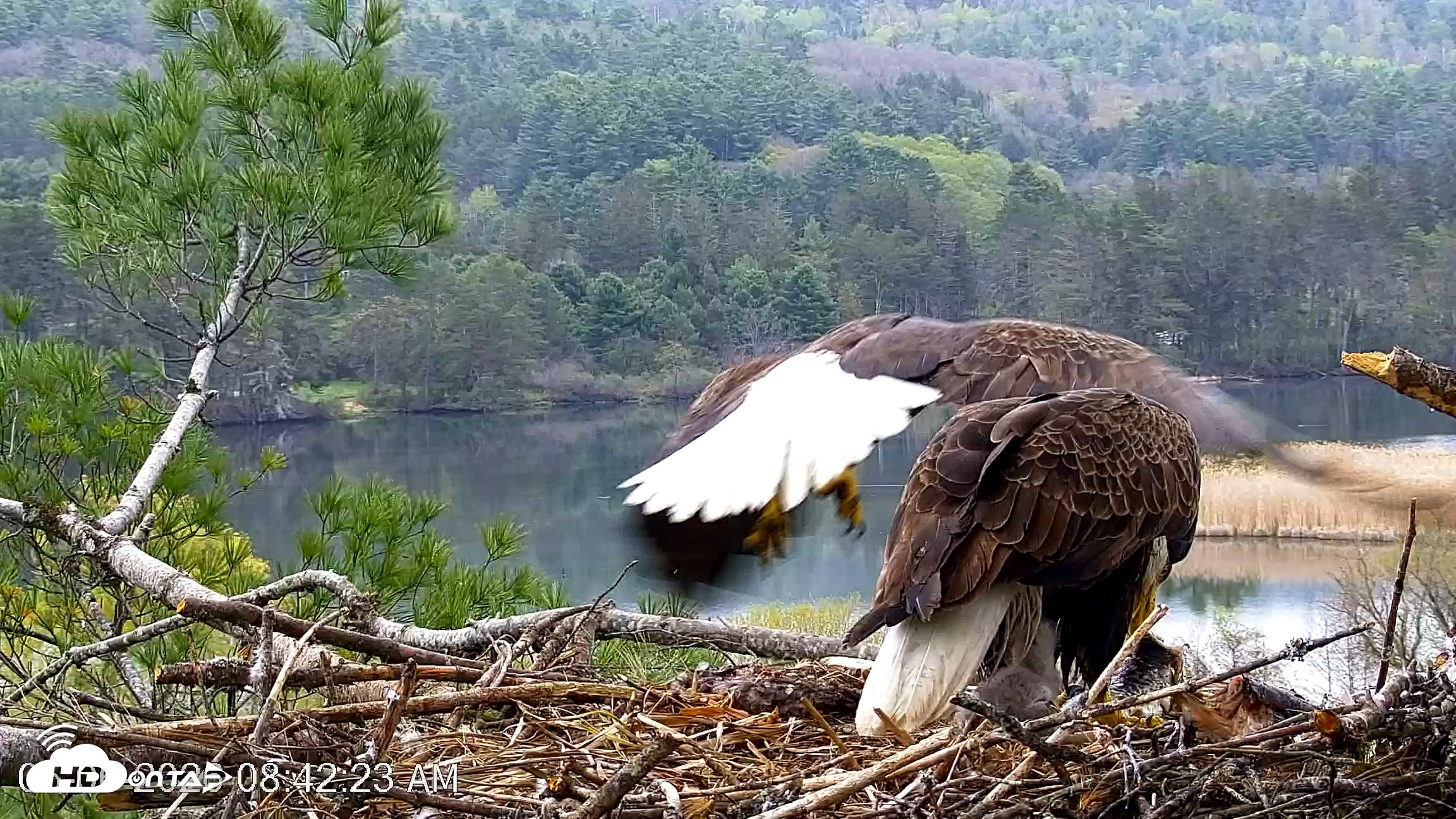 Snapshot of VINS Bald Eagles Nest Live Cams taken May 6, 2026, 8:43am EDT