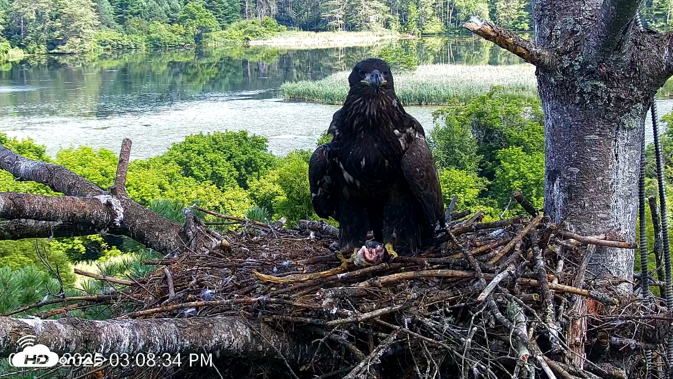 Snapshot of VINS Bald Eagles Nest Live Cams taken Jul 24, 2026, 3:09pm EDT