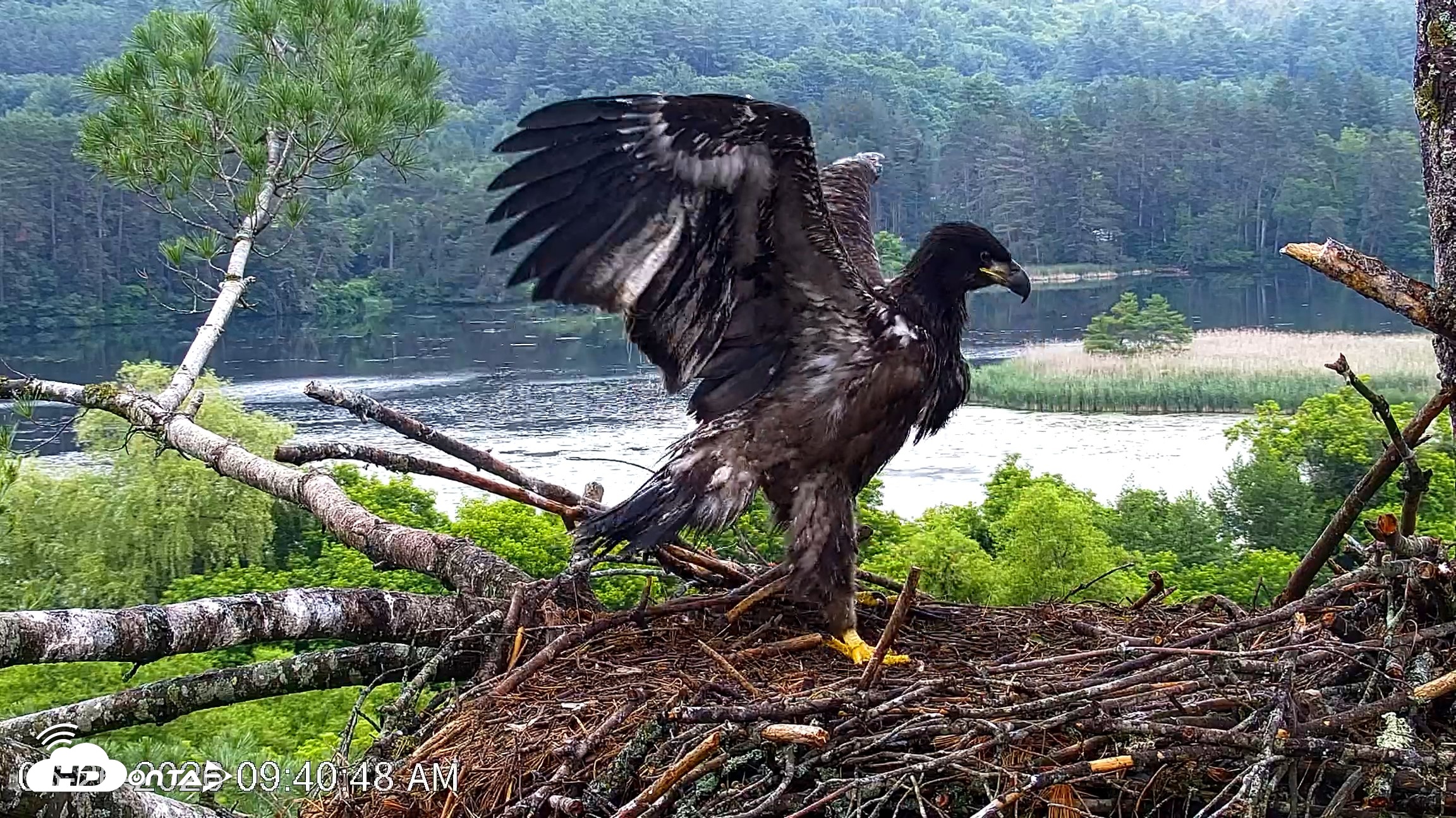 Snapshot of VINS Bald Eagles Nest Live Cams taken Jun 26, 2026, 9:41am EDT