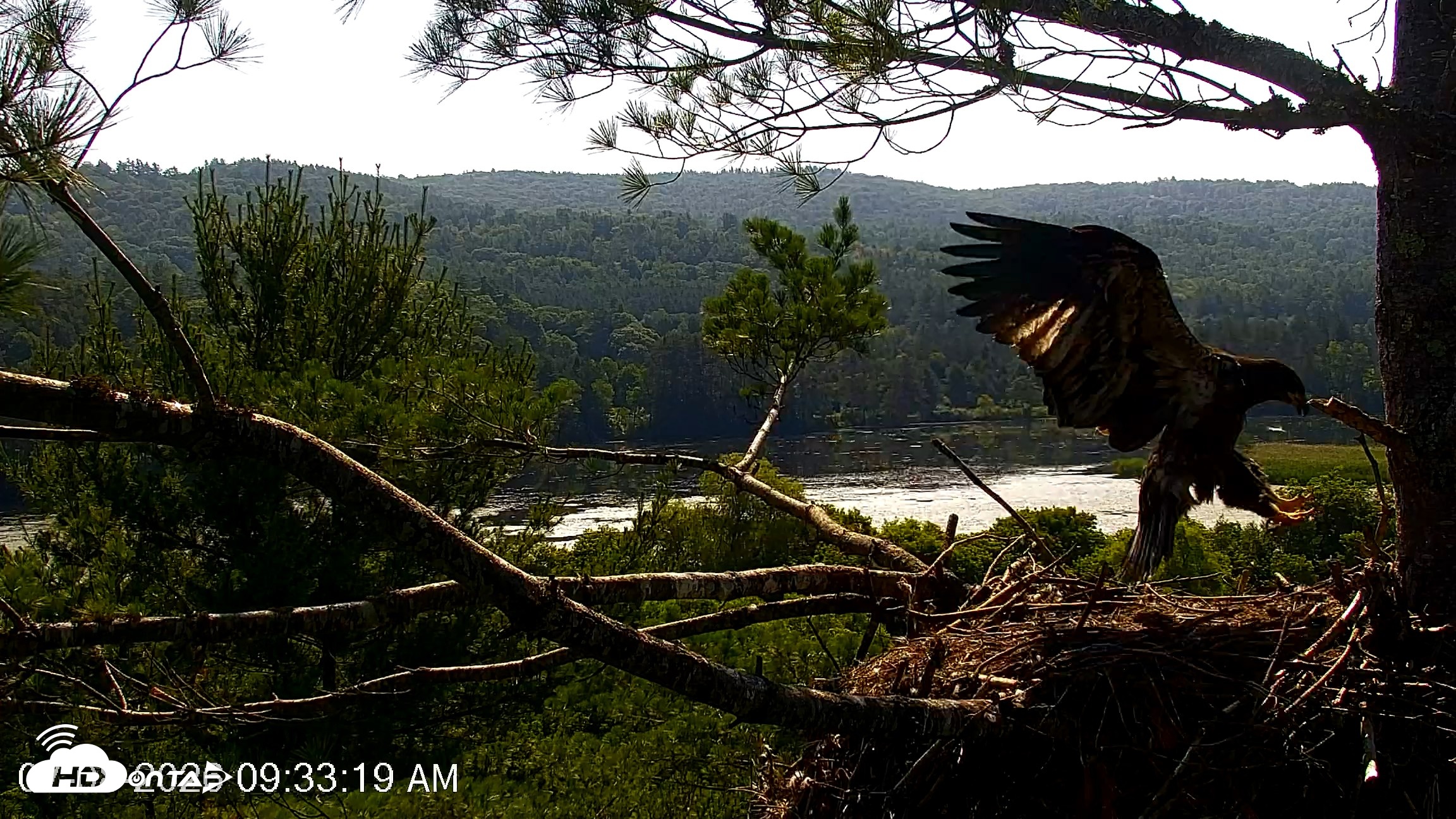 Snapshot of VINS Bald Eagles Nest Live Cams taken Jul 8, 2026, 9:34am EDT