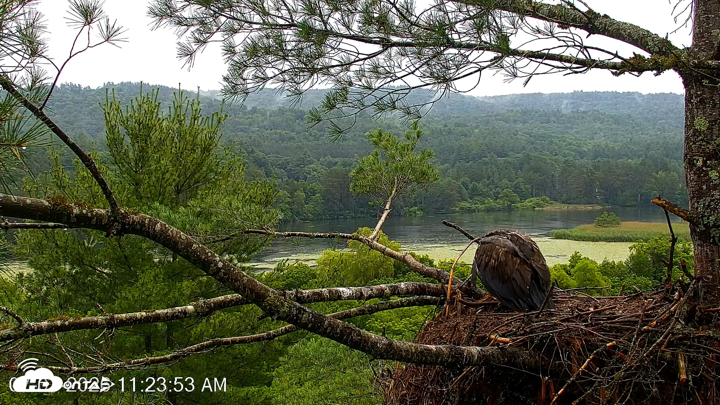Snapshot of VINS Bald Eagles Nest Live Cams taken Jul 7, 2026, 11:24am EDT