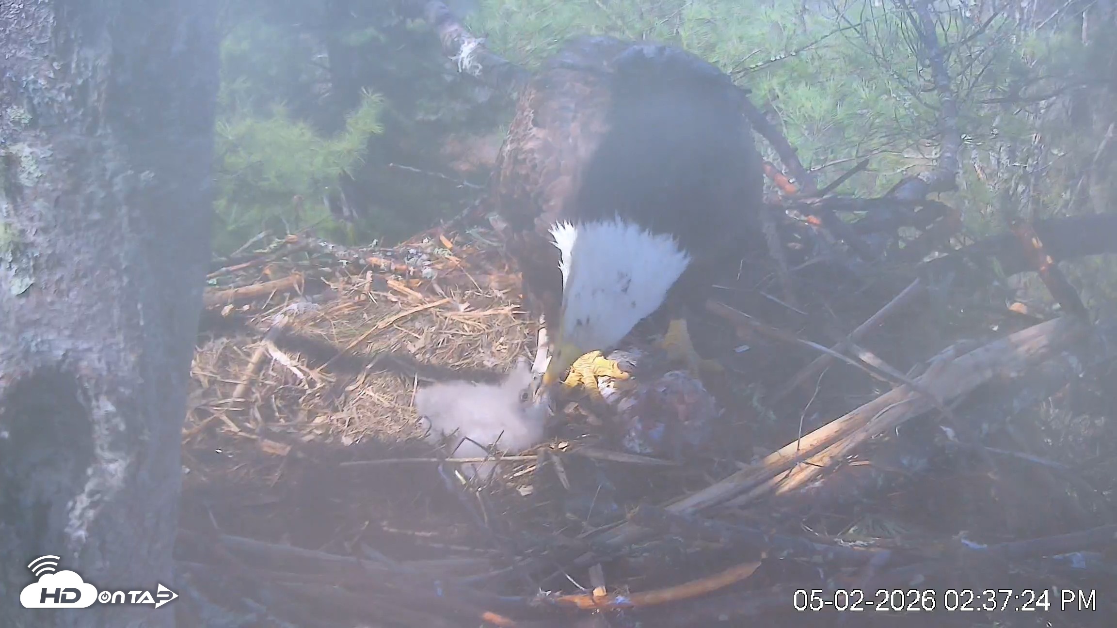 Snapshot of VINS Bald Eagles Nest Live Cams taken May 2, 2026, 2:38pm EDT