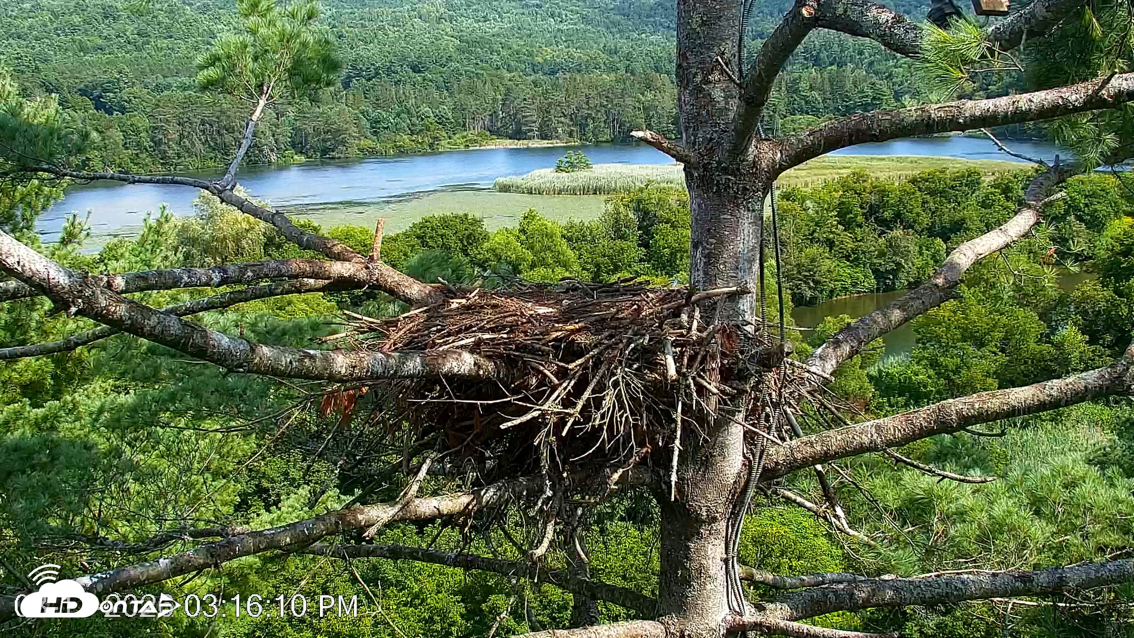 Snapshot of VINS Bald Eagles Nest Live Cams taken Aug 11, 2026, 3:17pm EDT