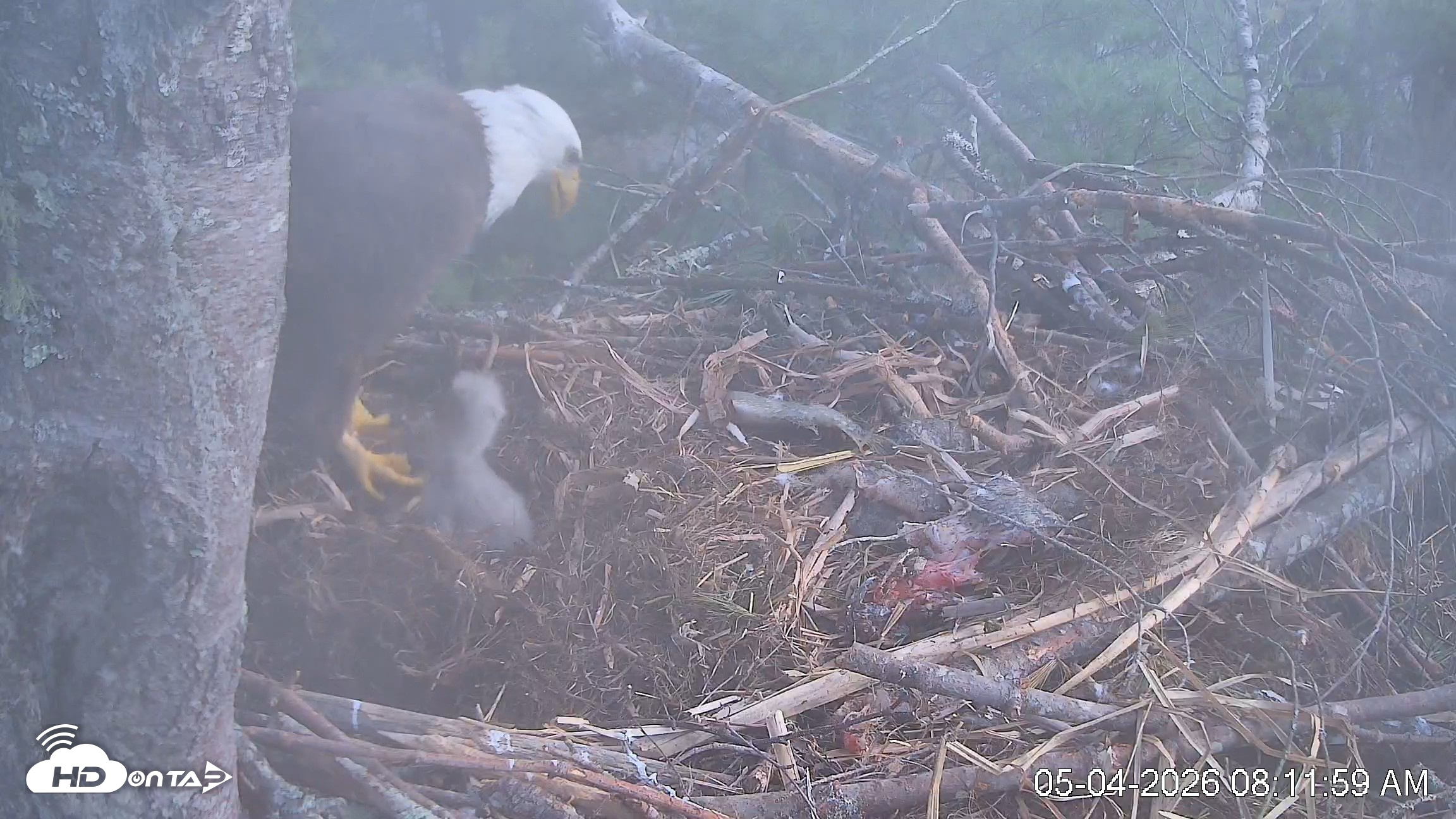 Snapshot of VINS Bald Eagles Nest Live Cams taken May 4, 2026, 8:12am EDT