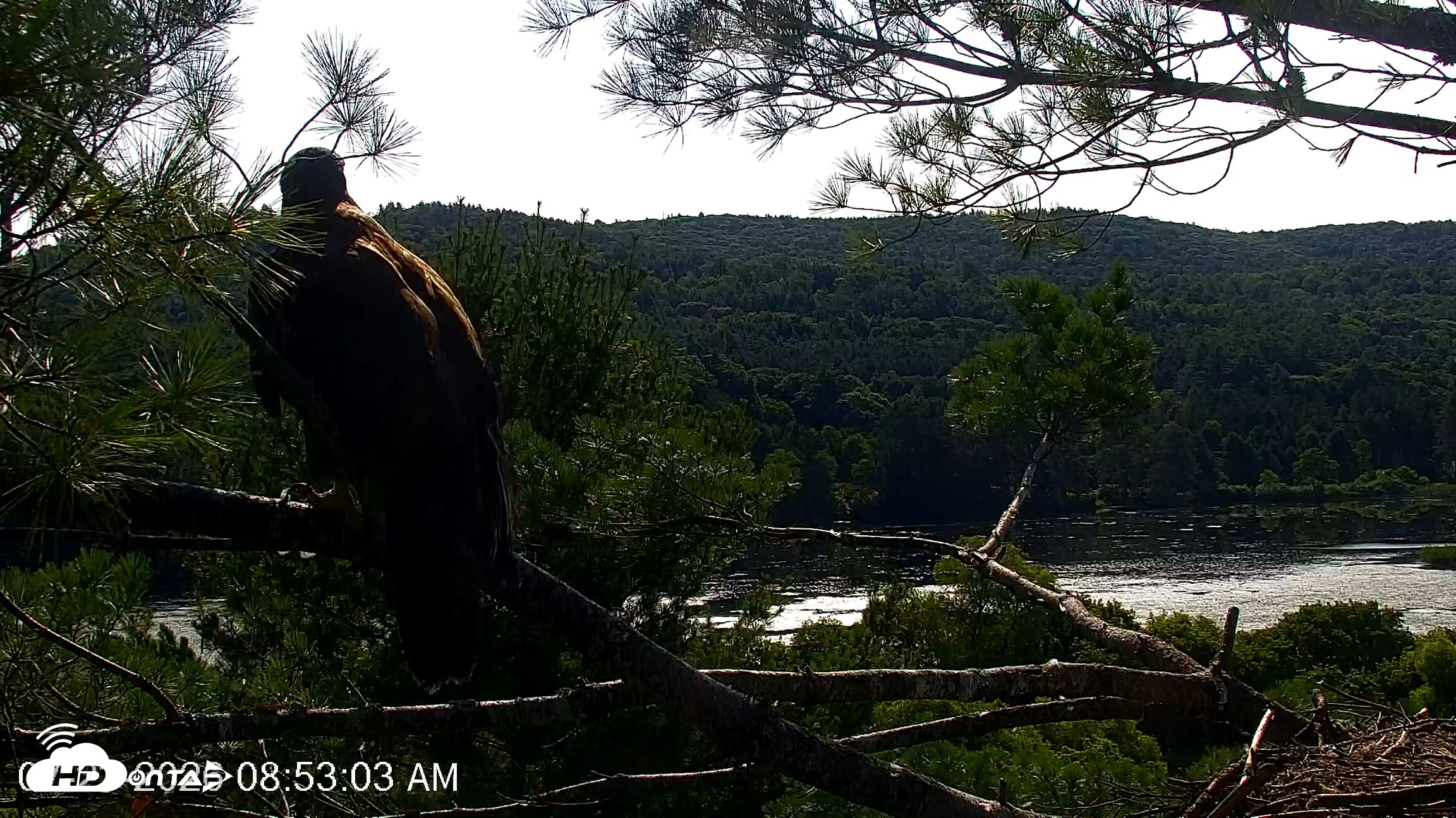 Snapshot of VINS Bald Eagles Nest Live Cams taken Jul 23, 2026, 8:53am EDT