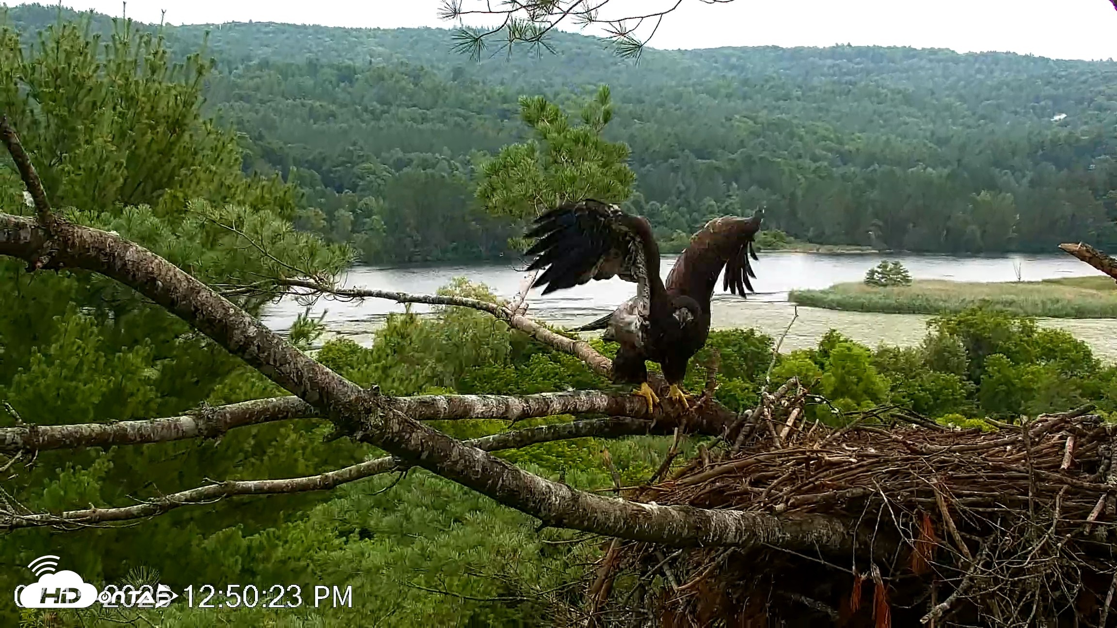 Snapshot of VINS Bald Eagles Nest Live Cams taken Jul 15, 2026, 12:51pm EDT