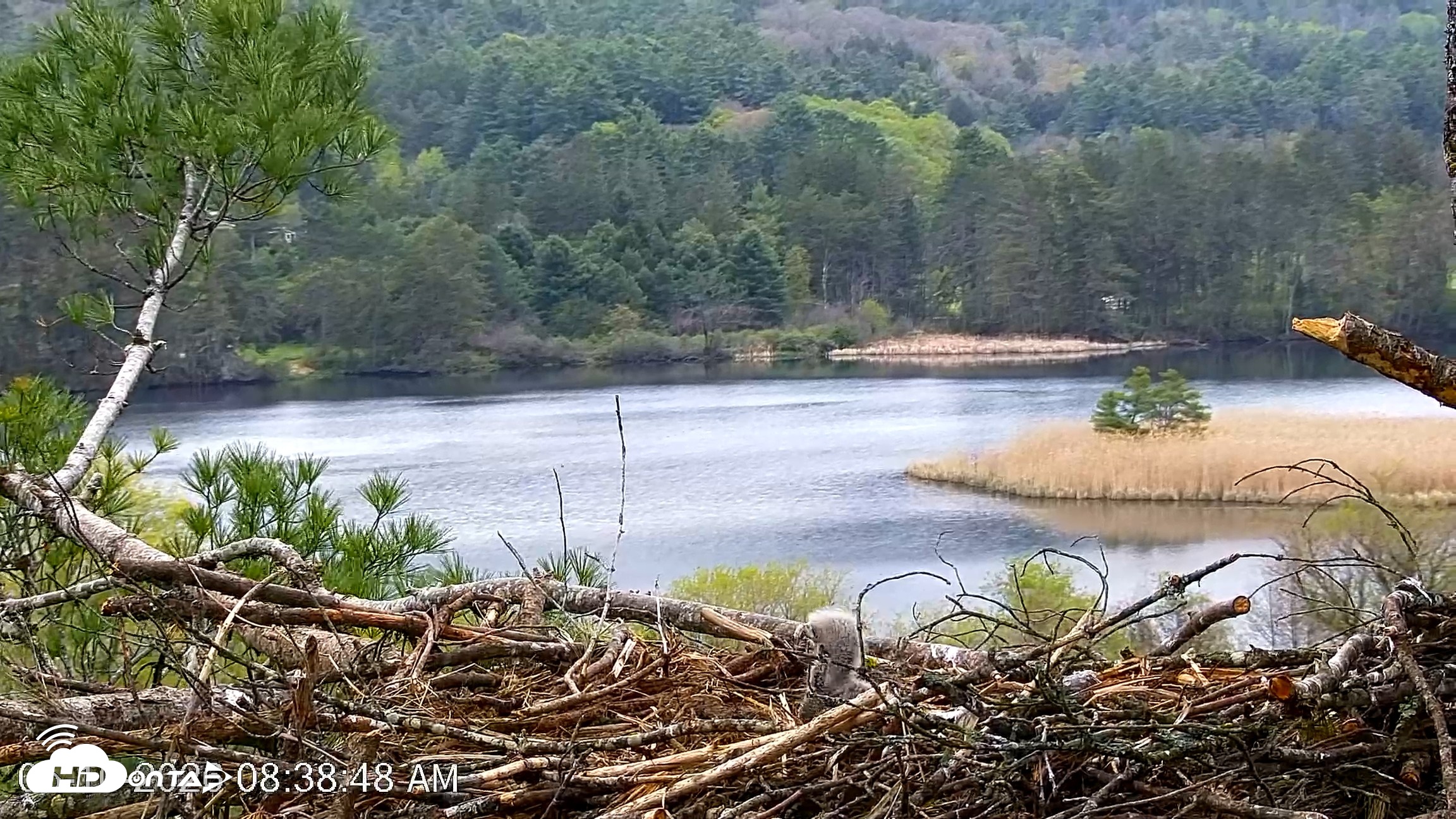 Snapshot of VINS Bald Eagles Nest Live Cams taken May 10, 2026, 8:39am EDT