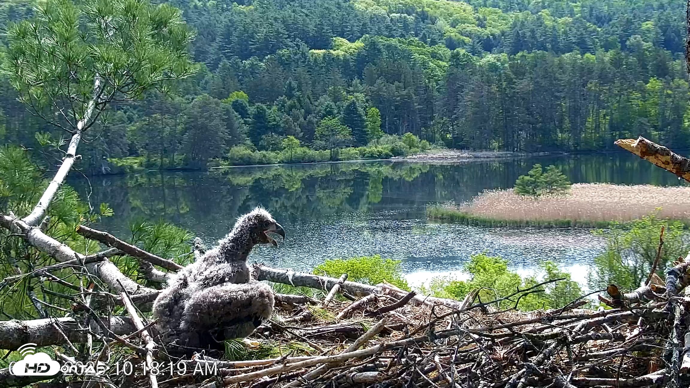 Snapshot of VINS Bald Eagles Nest Live Cams taken May 23, 2026, 10:19am EDT