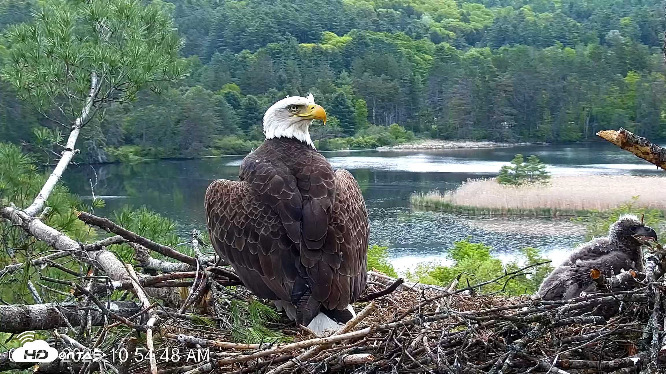 Snapshot of VINS Bald Eagles Nest Live Cams taken May 23, 2026, 10:55am EDT