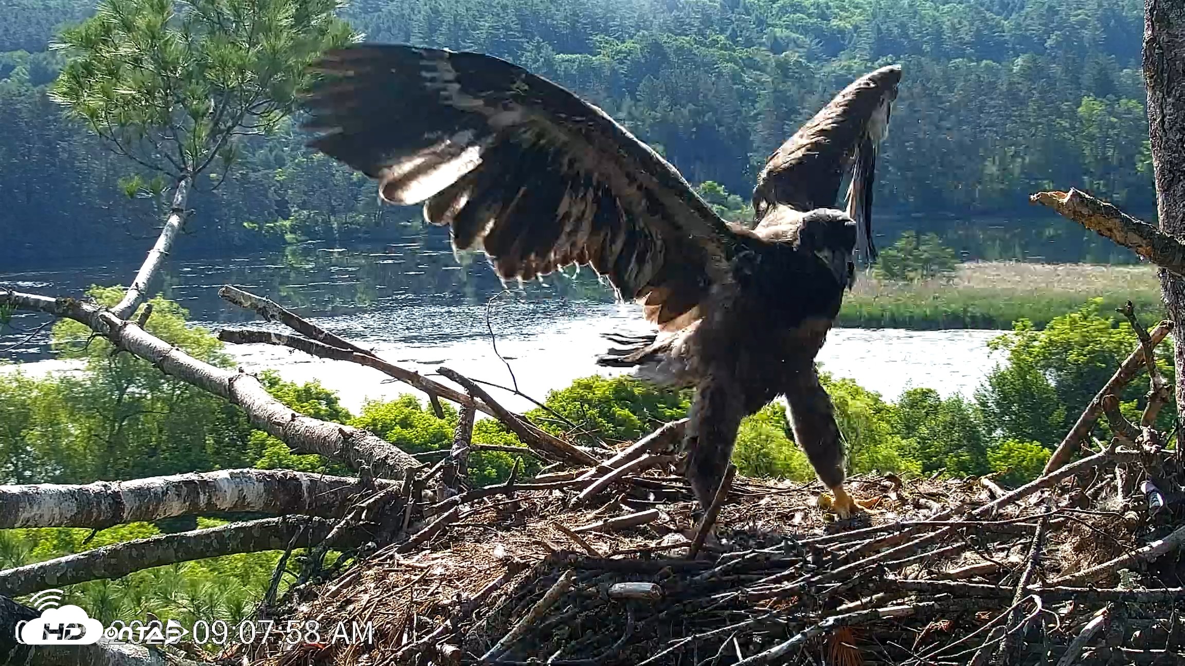 Snapshot of VINS Bald Eagles Nest Live Cams taken Jun 25, 2026, 9:08am EDT