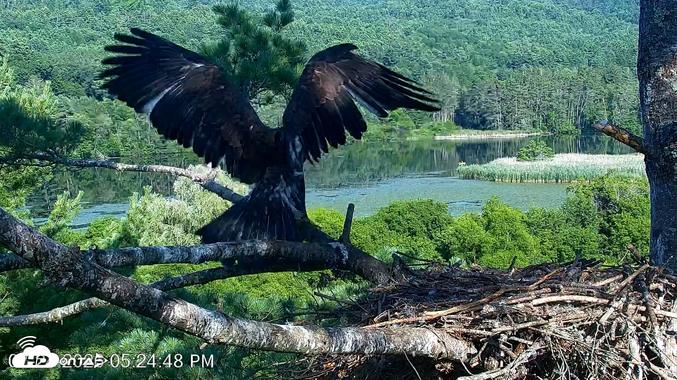 Snapshot of VINS Bald Eagles Nest Live Cams taken Jul 24, 2026, 5:25pm EDT