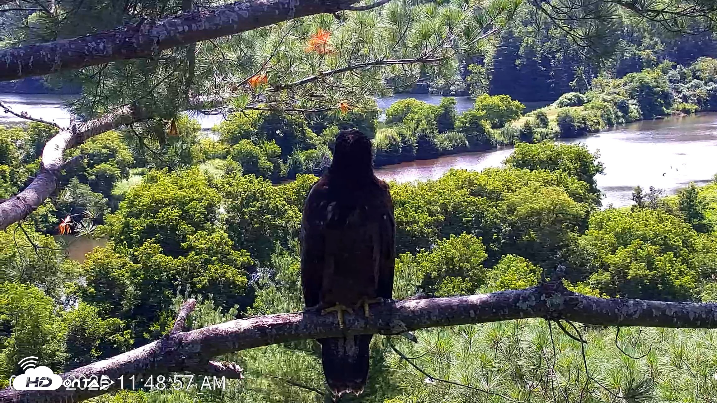 Snapshot of VINS Bald Eagles Nest Live Cams taken Jul 23, 2026, 11:49am EDT