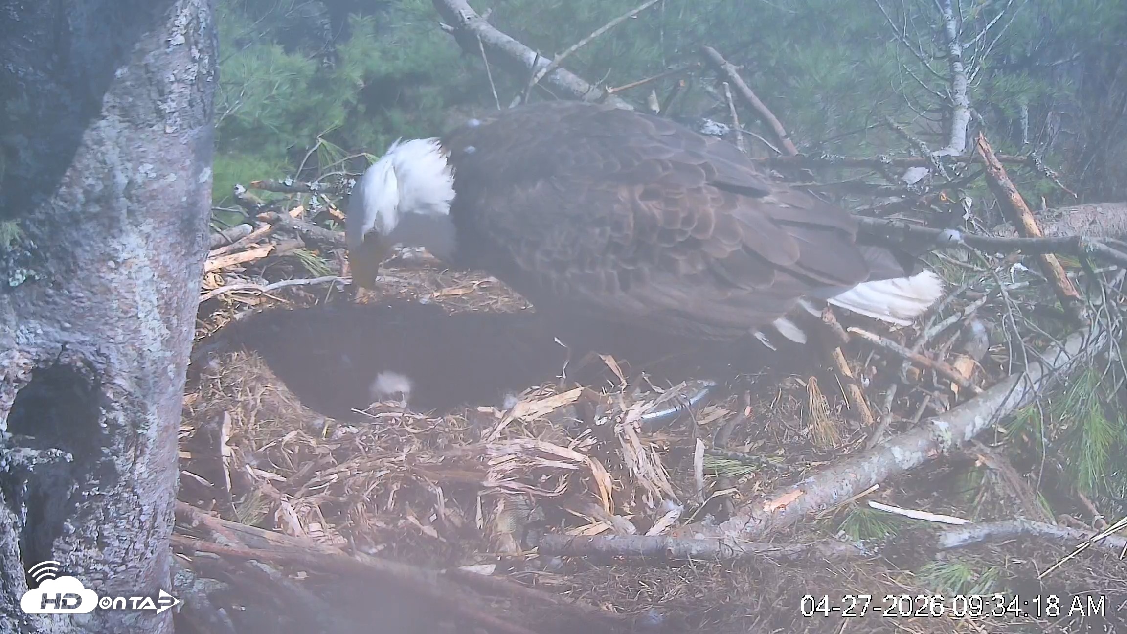 Snapshot of VINS Bald Eagles Nest Live Cams taken Apr 27, 2026, 9:35am EDT