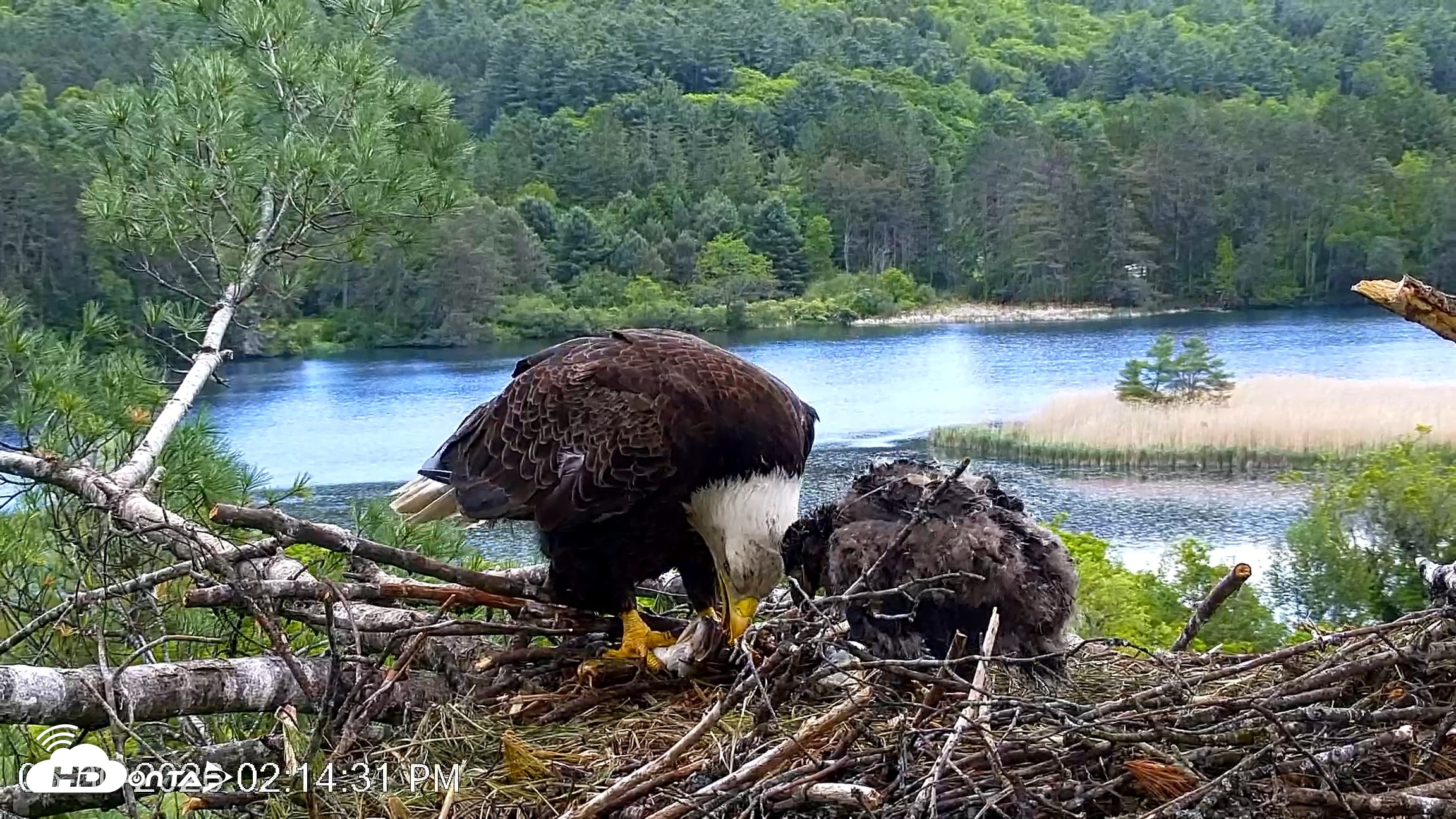 Snapshot of VINS Bald Eagles Nest Live Cams taken May 30, 2026, 2:15pm EDT