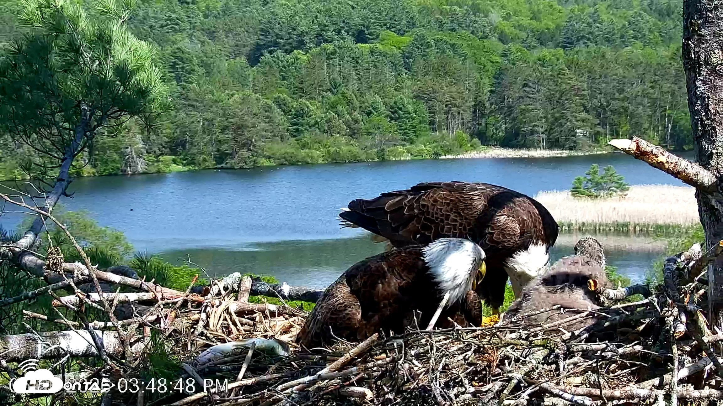 Snapshot of VINS Bald Eagles Nest Live Cams taken May 26, 2026, 3:49pm EDT