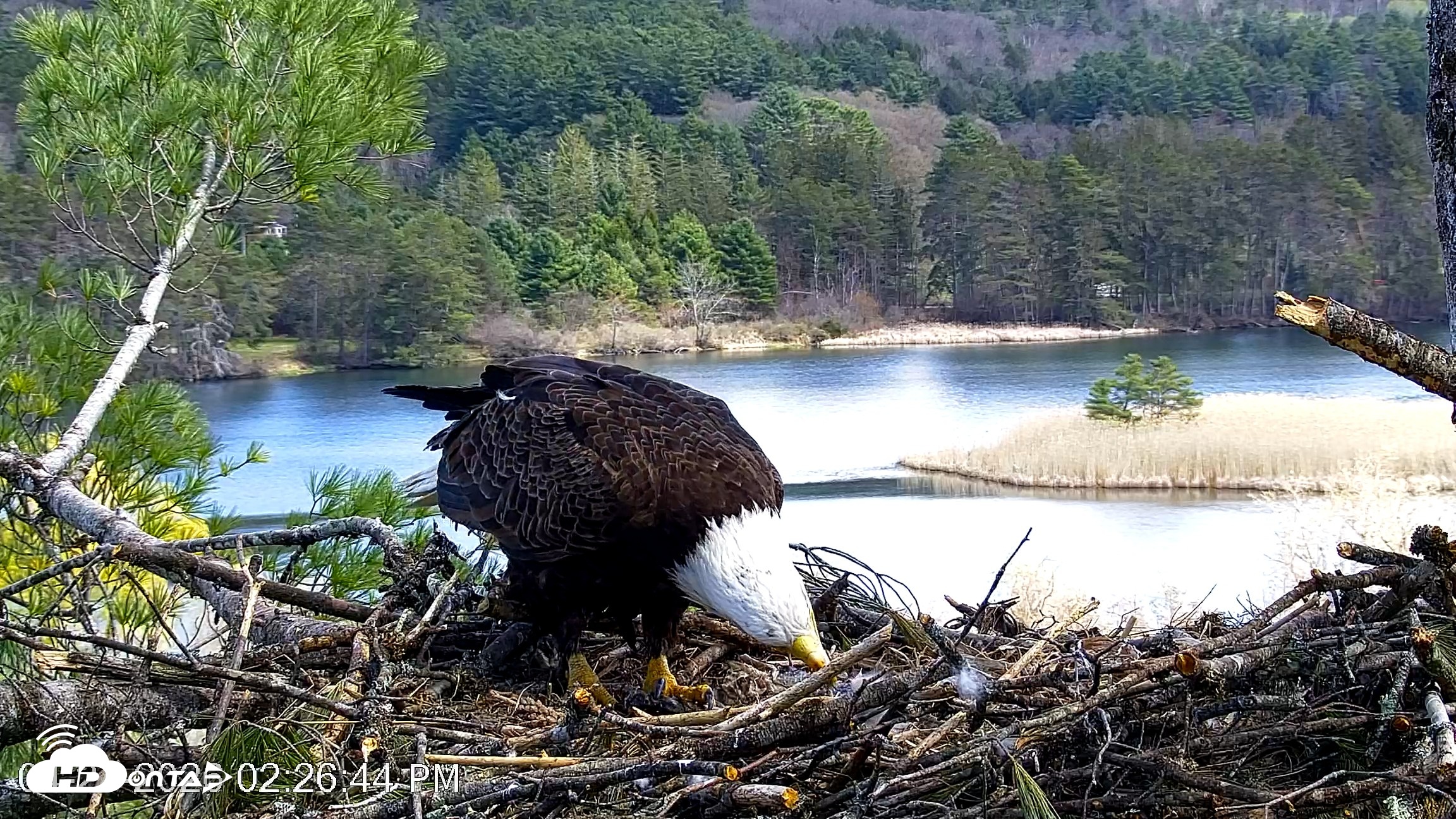 Snapshot of VINS Bald Eagles Nest Live Cams taken Apr 27, 2026, 2:27pm EDT