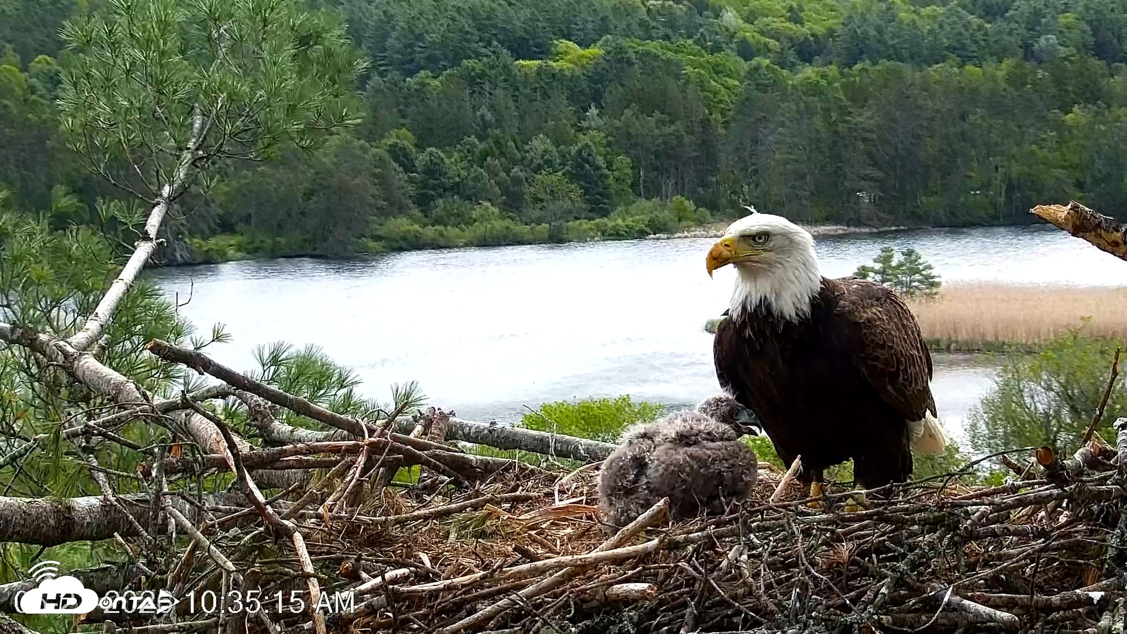 Snapshot of VINS Bald Eagles Nest Live Cams taken May 21, 2026, 10:35am EDT
