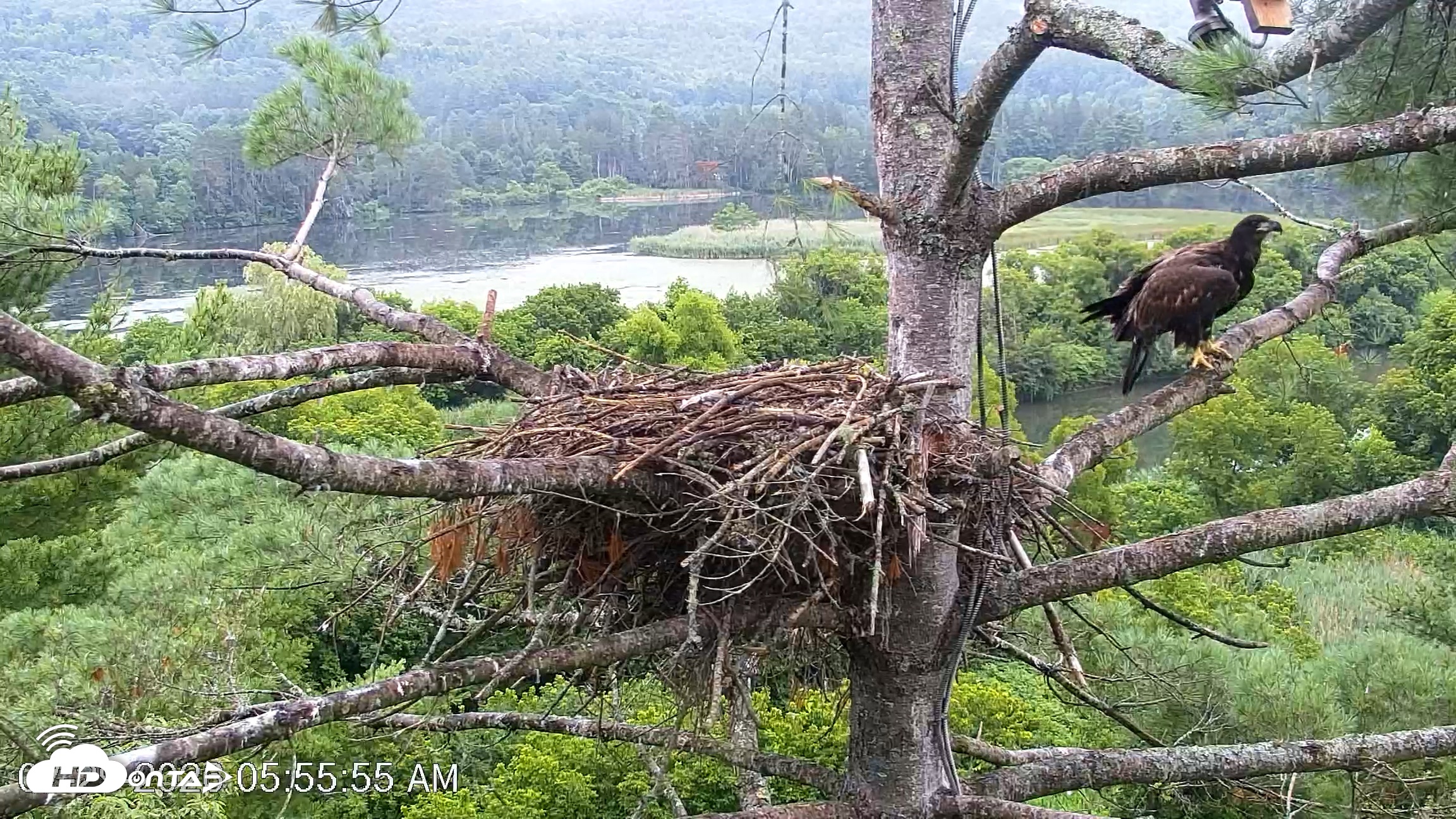 Snapshot of VINS Bald Eagles Nest Live Cams taken Jul 29, 2026, 5:56am EDT