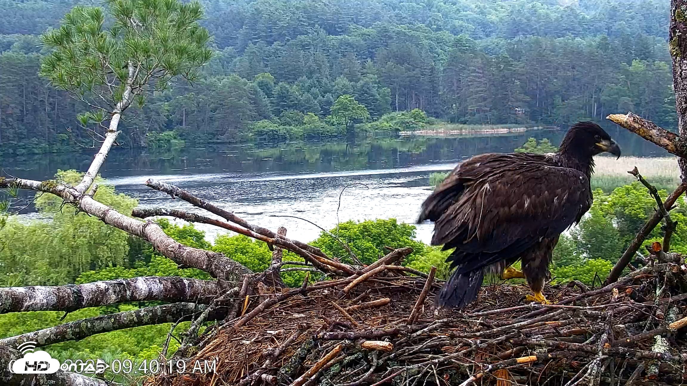 Snapshot of VINS Bald Eagles Nest Live Cams taken Jun 26, 2026, 9:40am EDT