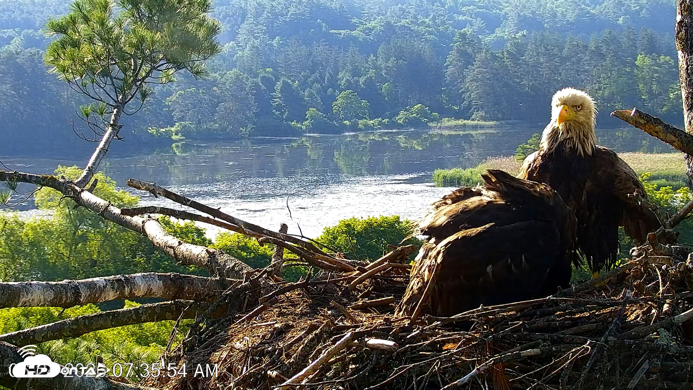Snapshot of VINS Bald Eagles Nest Live Cams taken Jun 24, 2026, 7:36am EDT