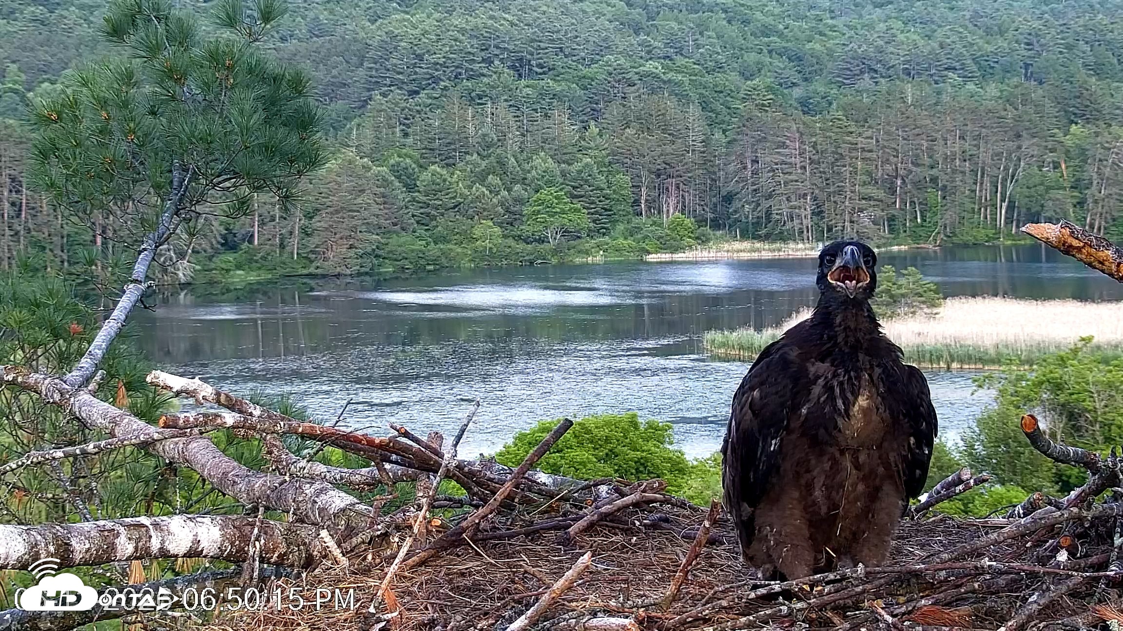 Snapshot of VINS Bald Eagles Nest Live Cams taken Jun 12, 2026, 6:51pm EDT